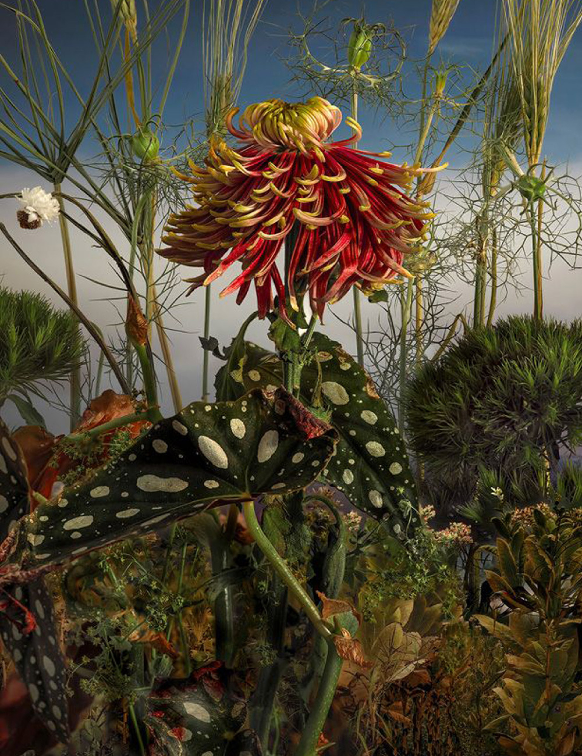 Tine Poppe - Νορβηγία