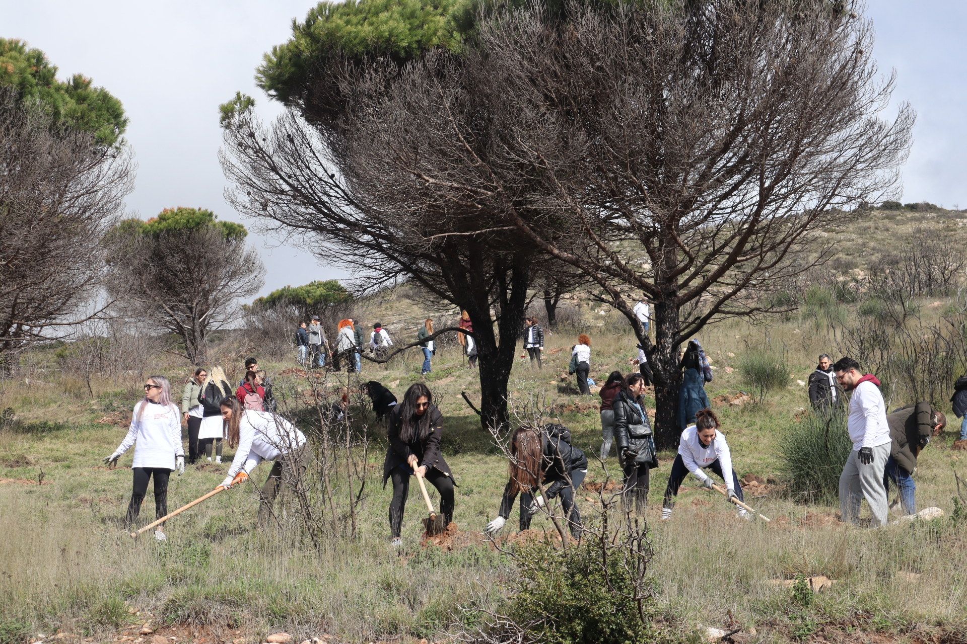Αναδάσωση στην Πηγή Καρακαντά Πεντέλης με τους ανθρώπους της Παπαστράτος