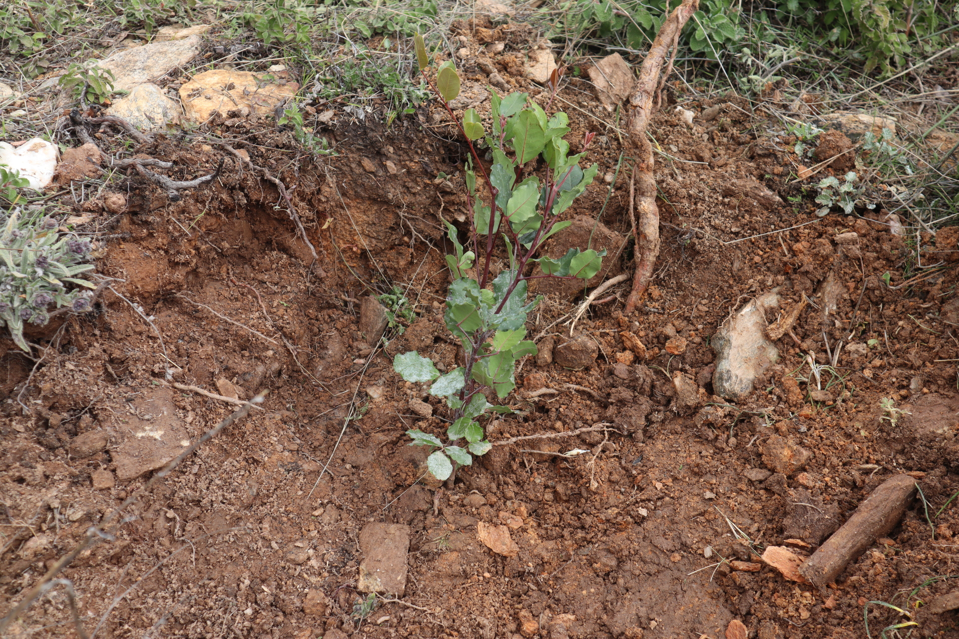 Αναδάσωση στην Πηγή Καρακαντά Πεντέλης με τους ανθρώπους της Παπαστράτος
