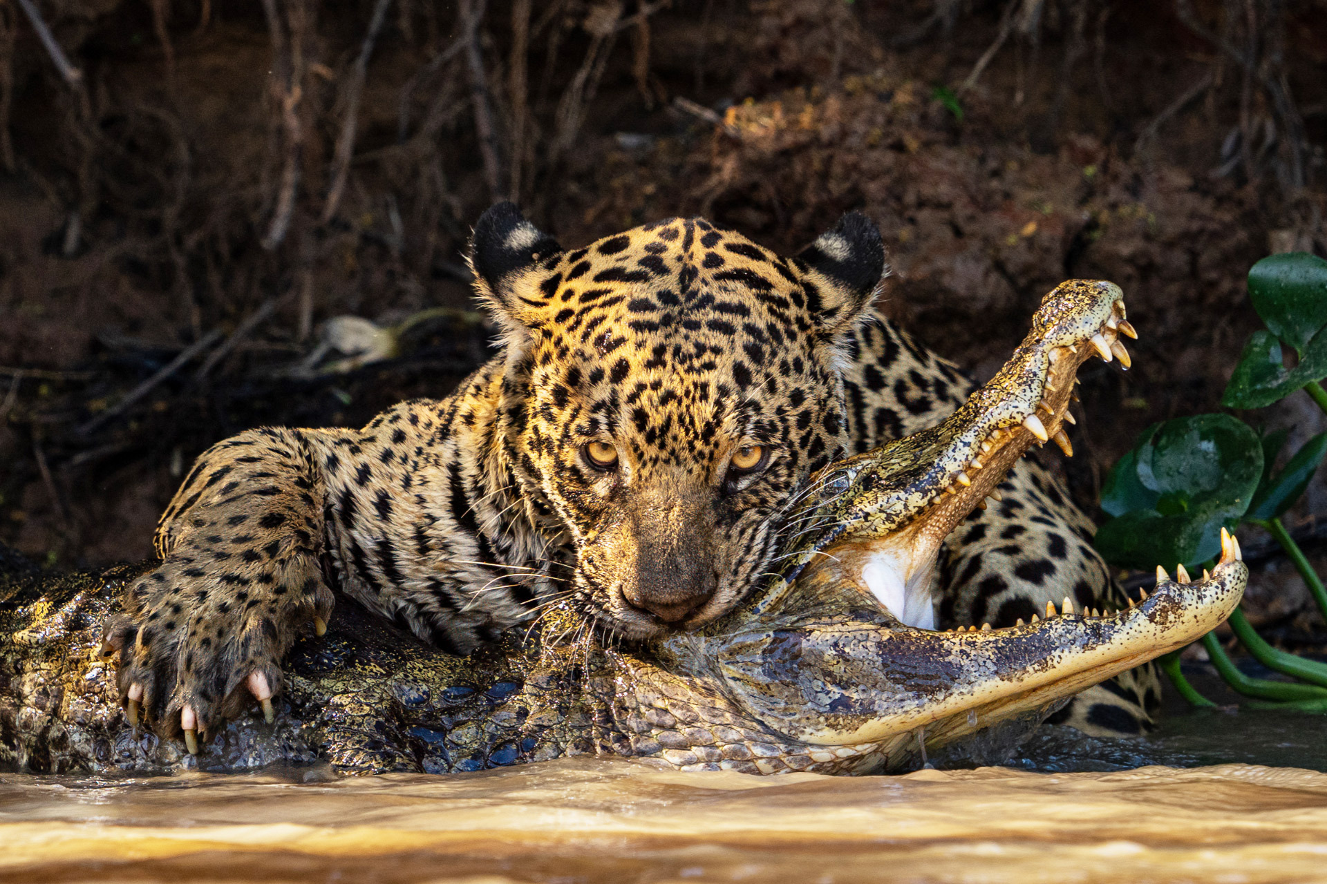 Ian Ford, Ηνωμένο Βασίλειο
