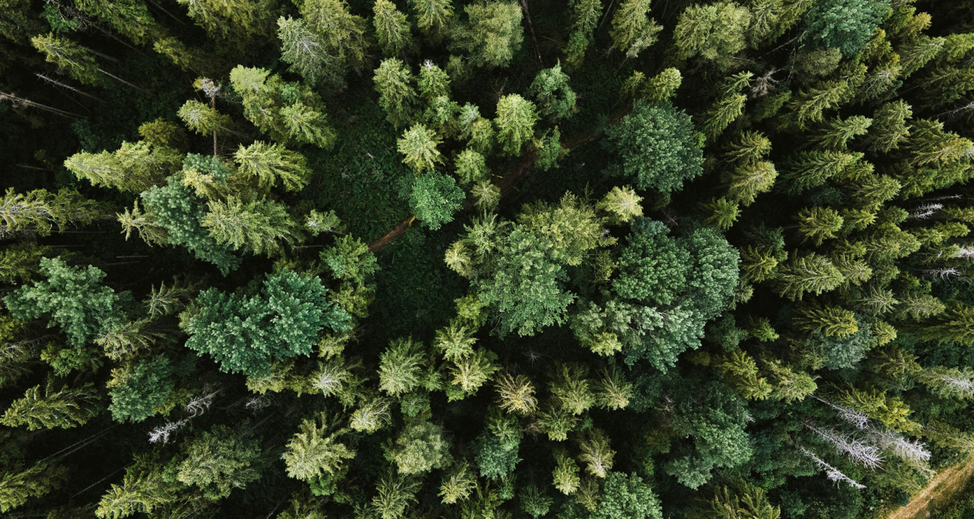 Ευρωπαϊκά δασικά οικοσυστήματα