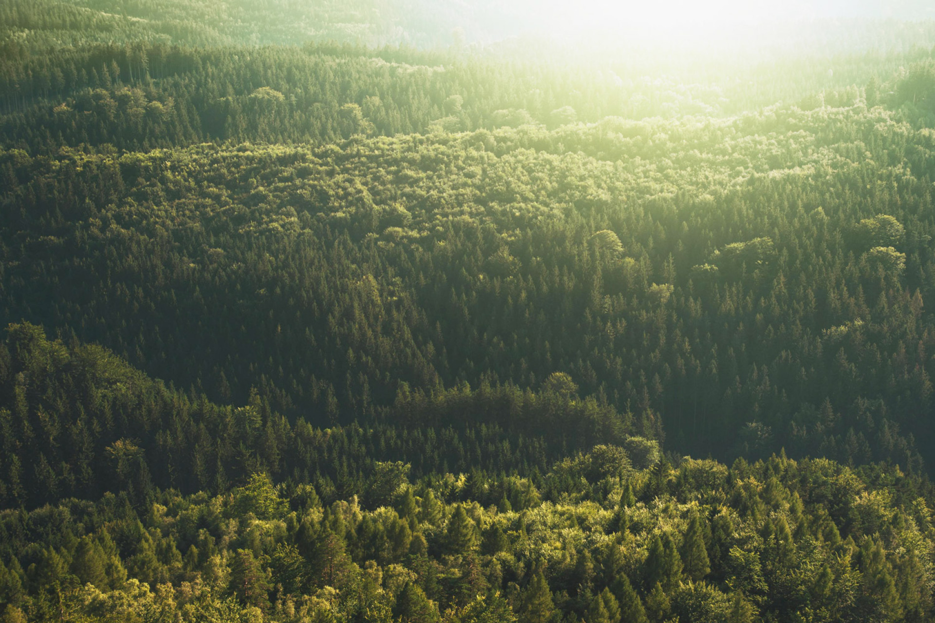 Ευρωπαϊκά δασικά οικοσυστήματα