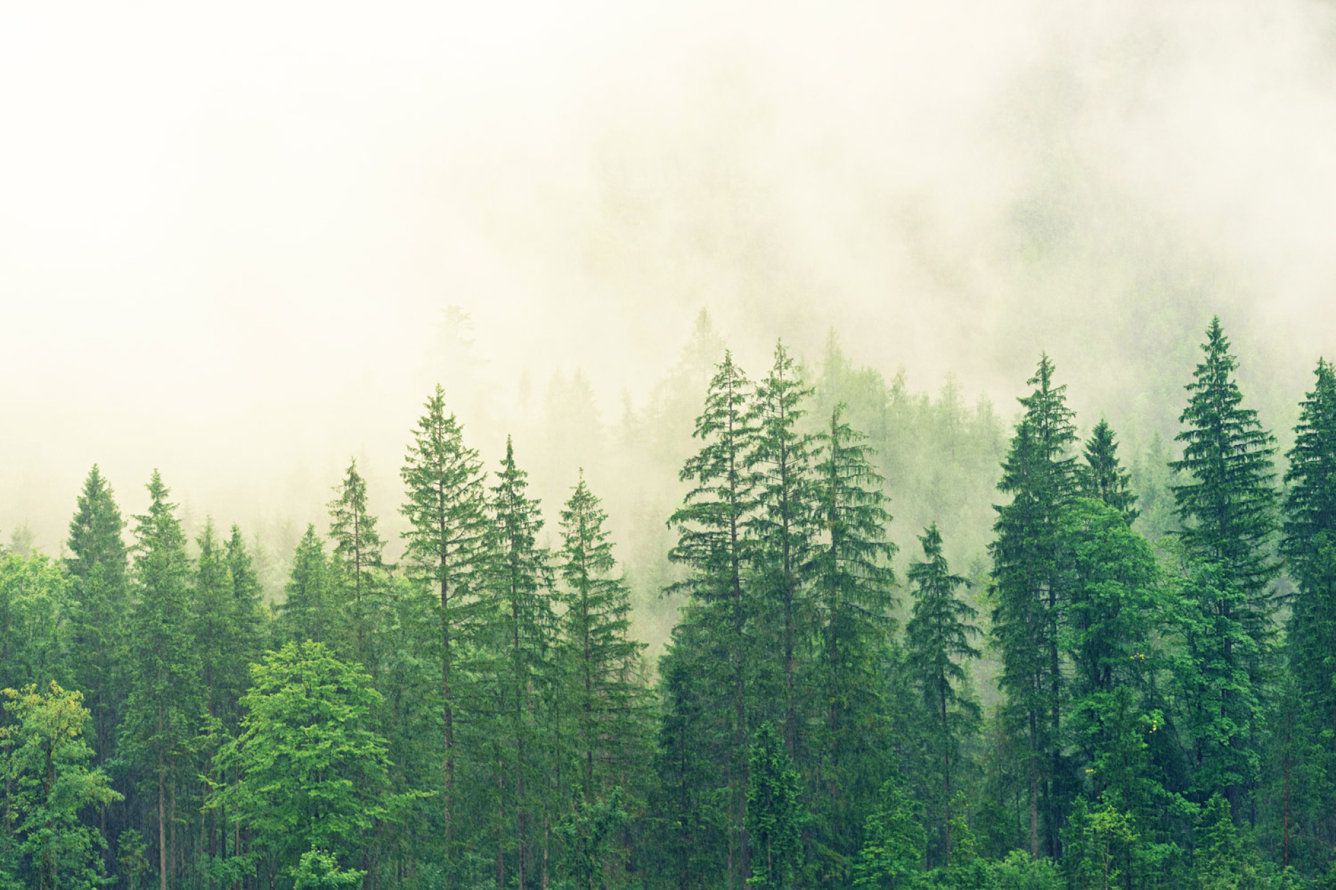 Ευρωπαϊκά δασικά οικοσυστήματα