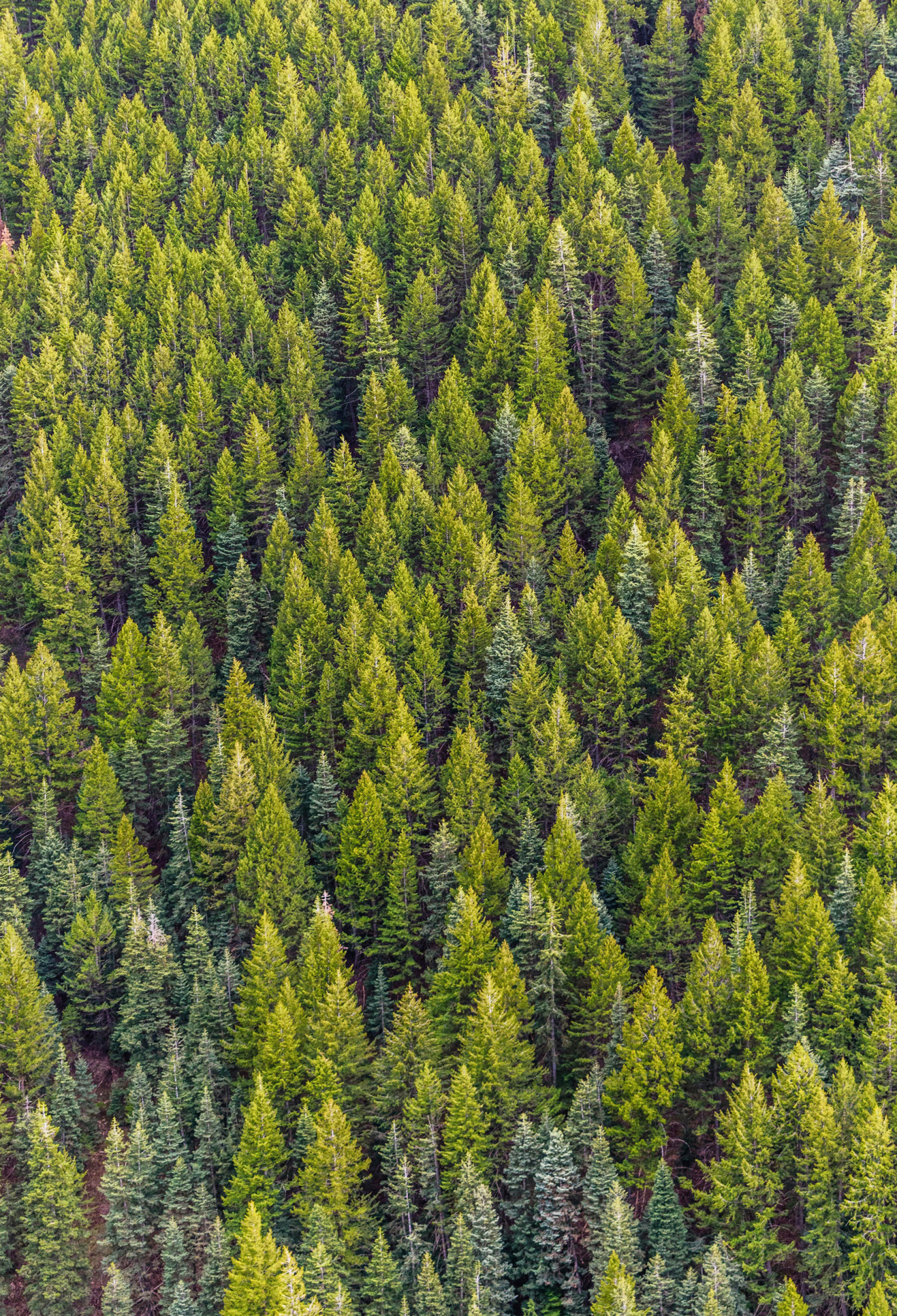 Ευρωπαϊκά δασικά οικοσυστήματα