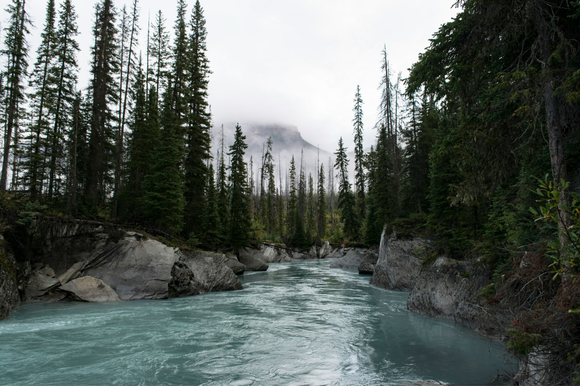 Ευρωπαϊκά δασικά οικοσυστήματα