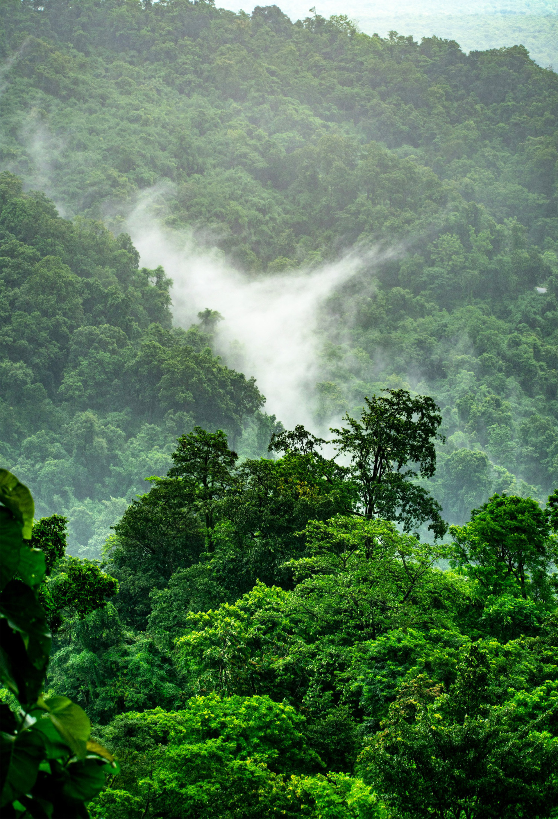 Ευρωπαϊκά δασικά οικοσυστήματα