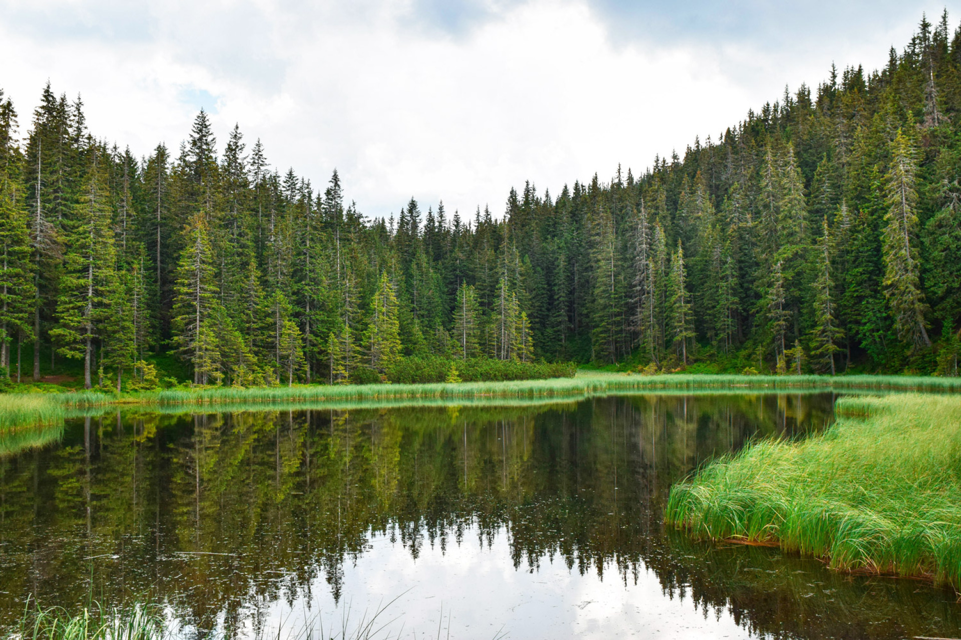 Ευρωπαϊκά δασικά οικοσυστήματα