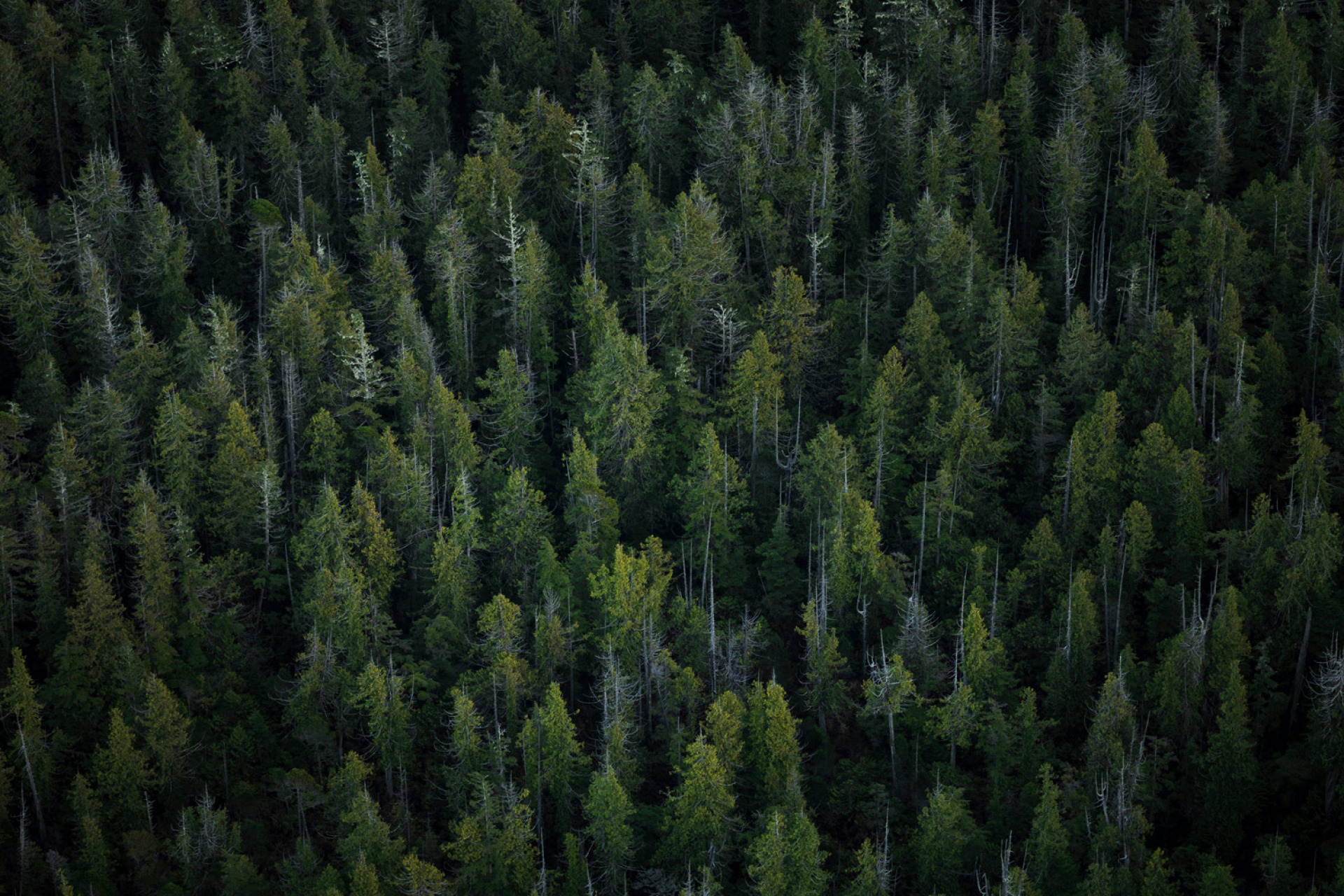 Ευρωπαϊκά δασικά οικοσυστήματα