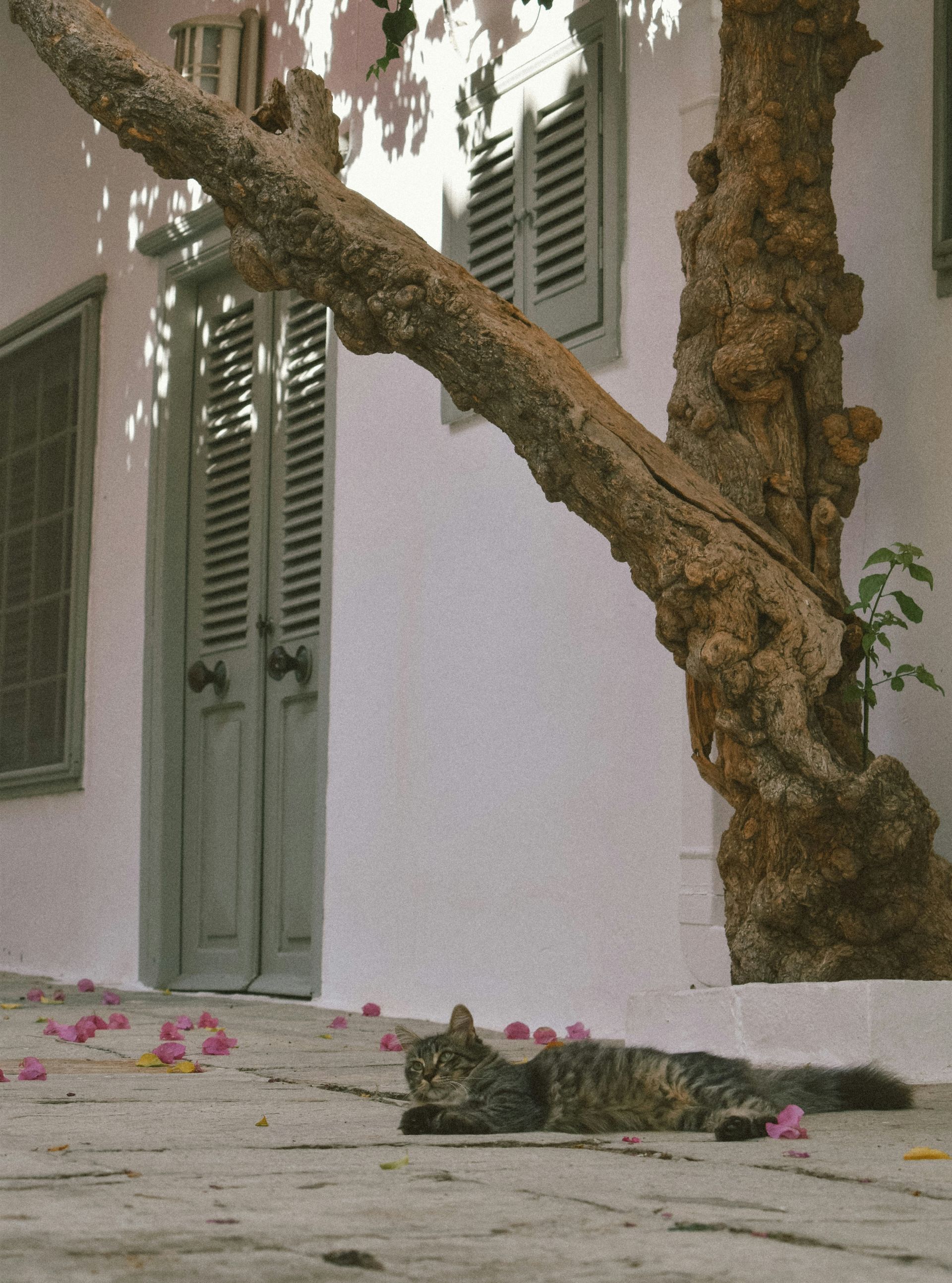 ydra-christina-terzidou-unsplash-2