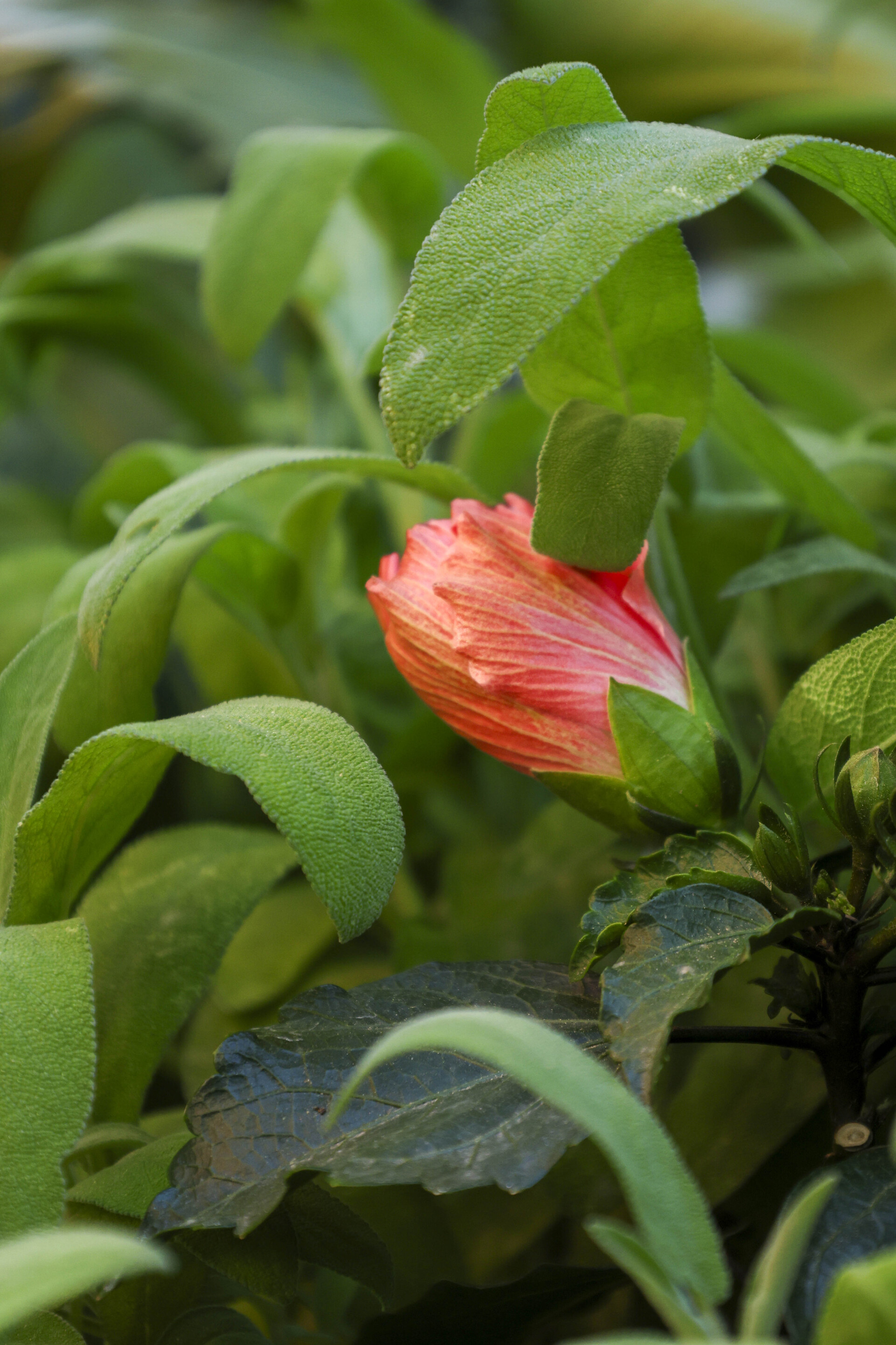 Κήπος στη Νέα Σμύρνη
