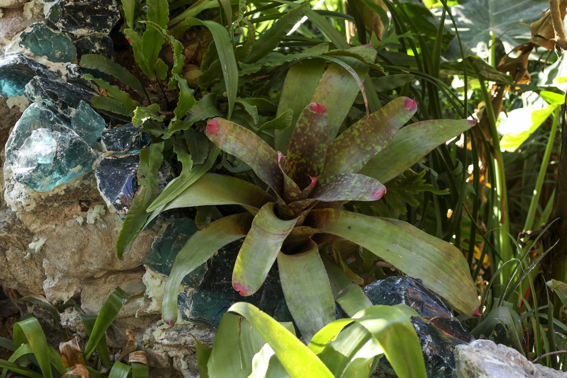 Κήπος στη Νέα Σμύρνη