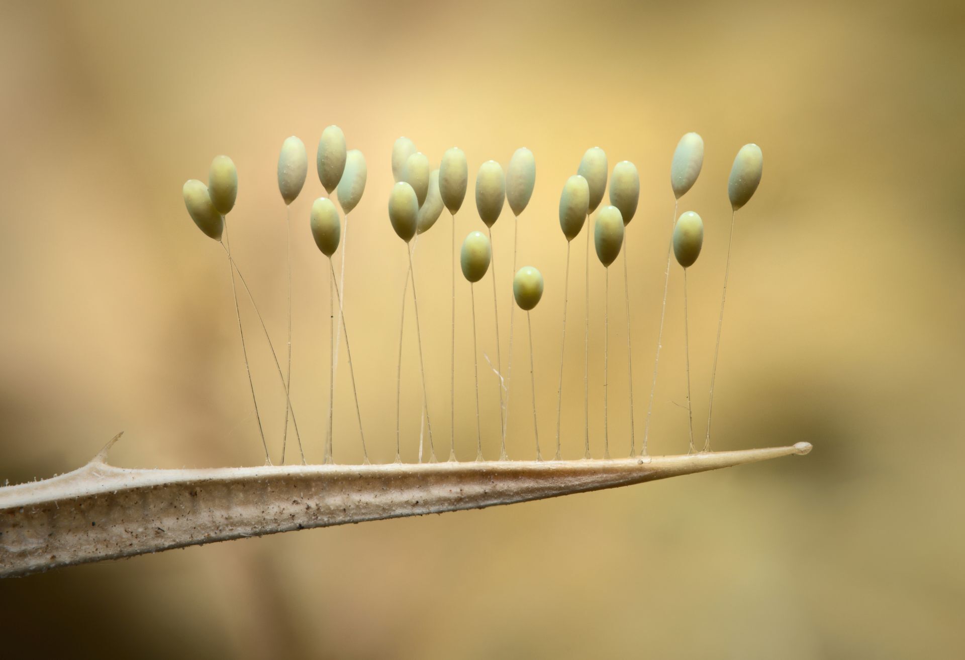 Αυγά εντόμου της οικογένειας Chrysopidae στην περιοχή του Όρους Βούρινος