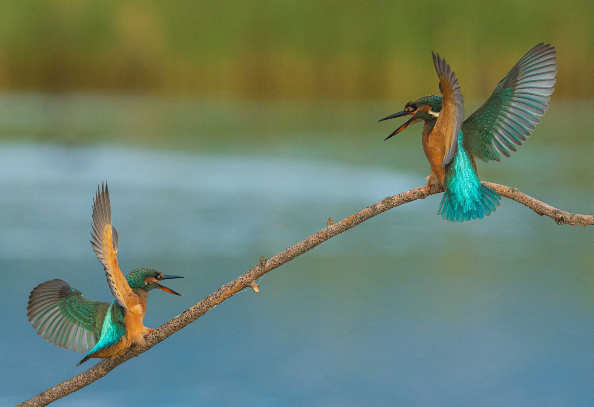Αλκυόνες, Λίμνη Καστοριάς