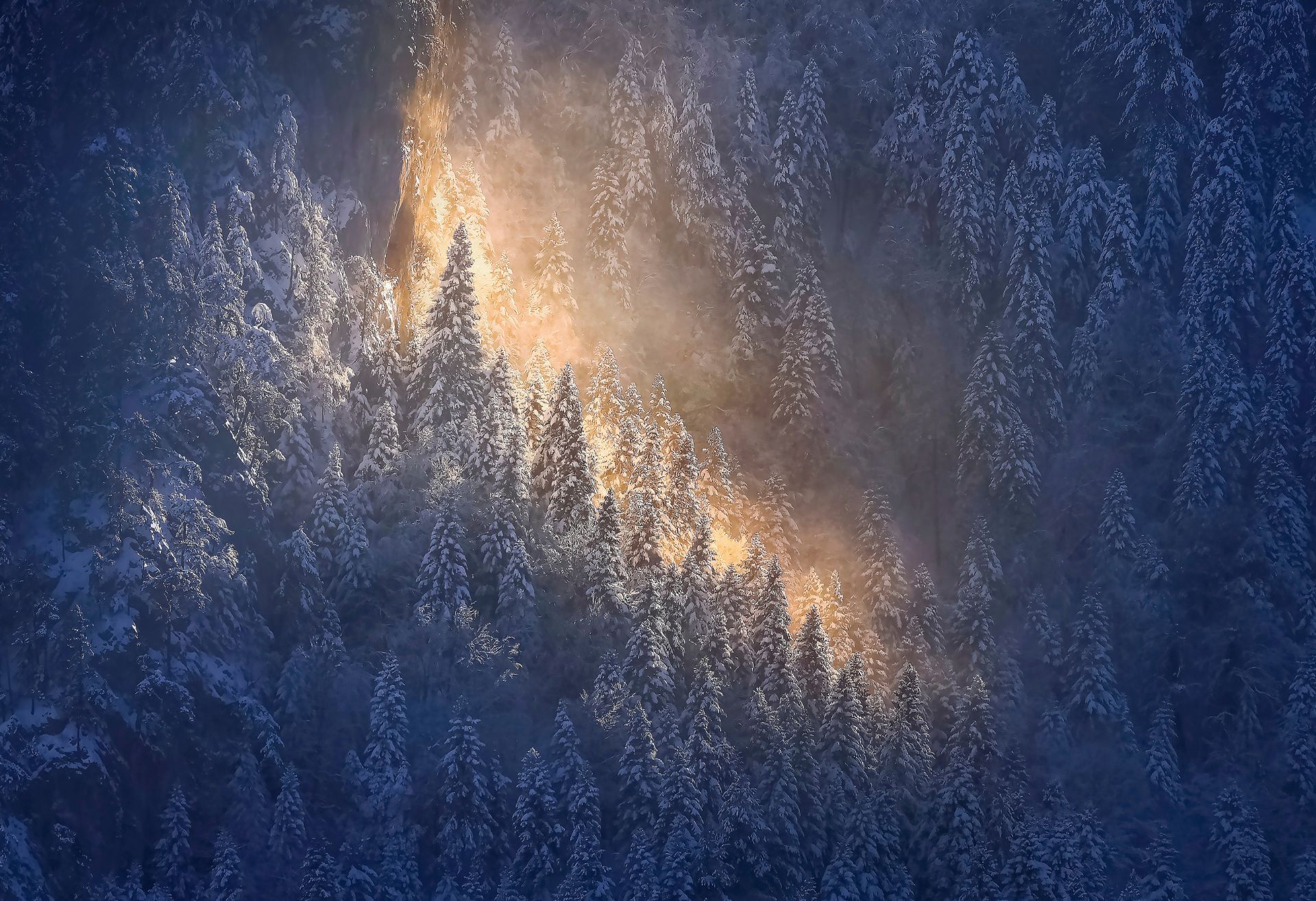 Ελατόδασος του όρους Τύμφης, Ήπειρος