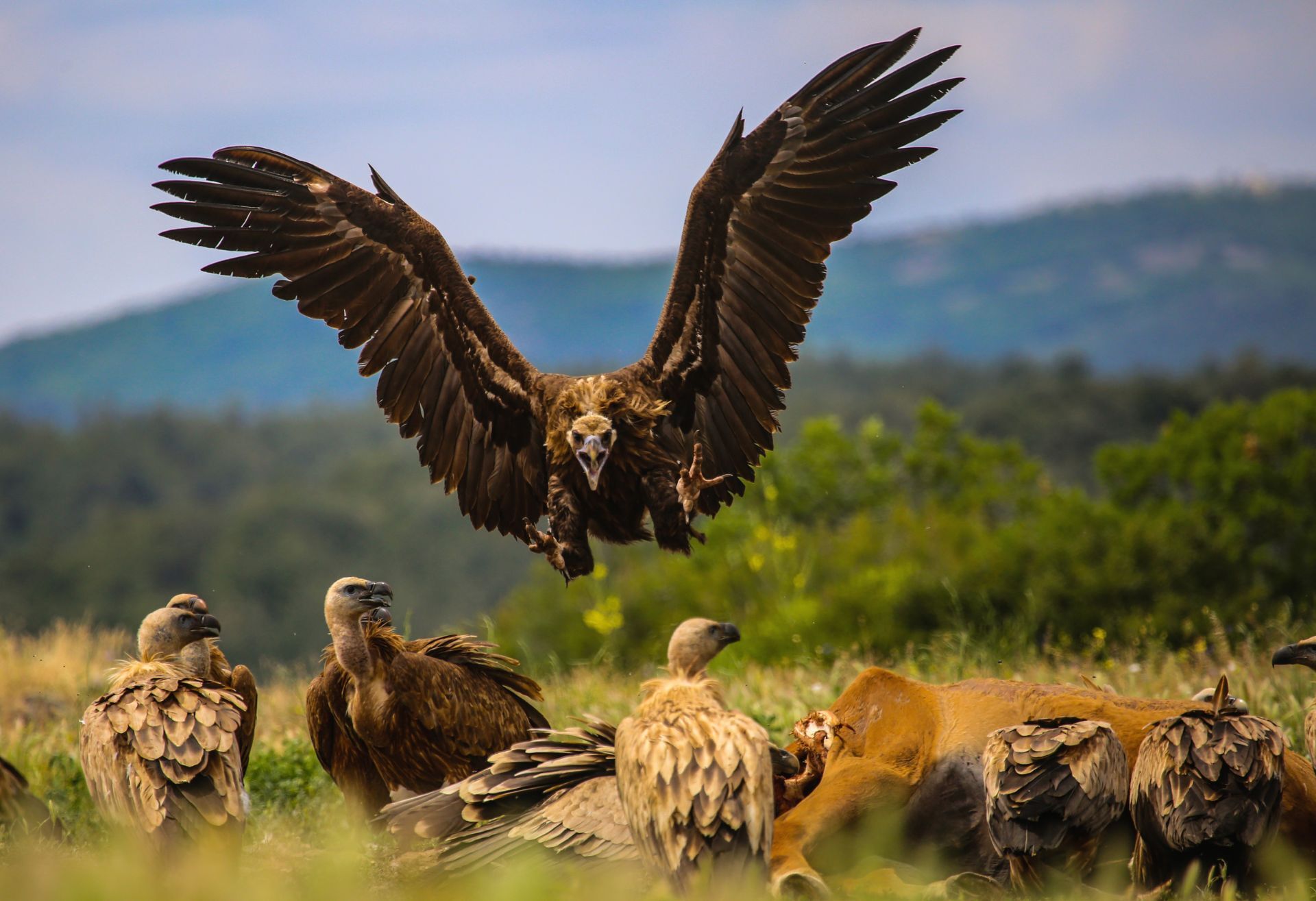 Γύπες, Δάσος Δαδιάς