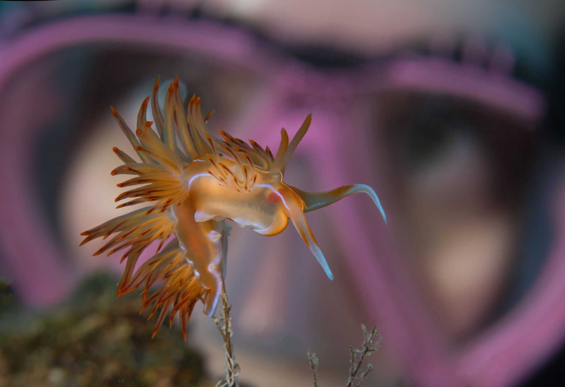 Γυμνοβράγχιο (Dondice banyulensis) στα βόρεια της βραχονησίδας Άσπρο, νοτιοανατολικά της Σύρου