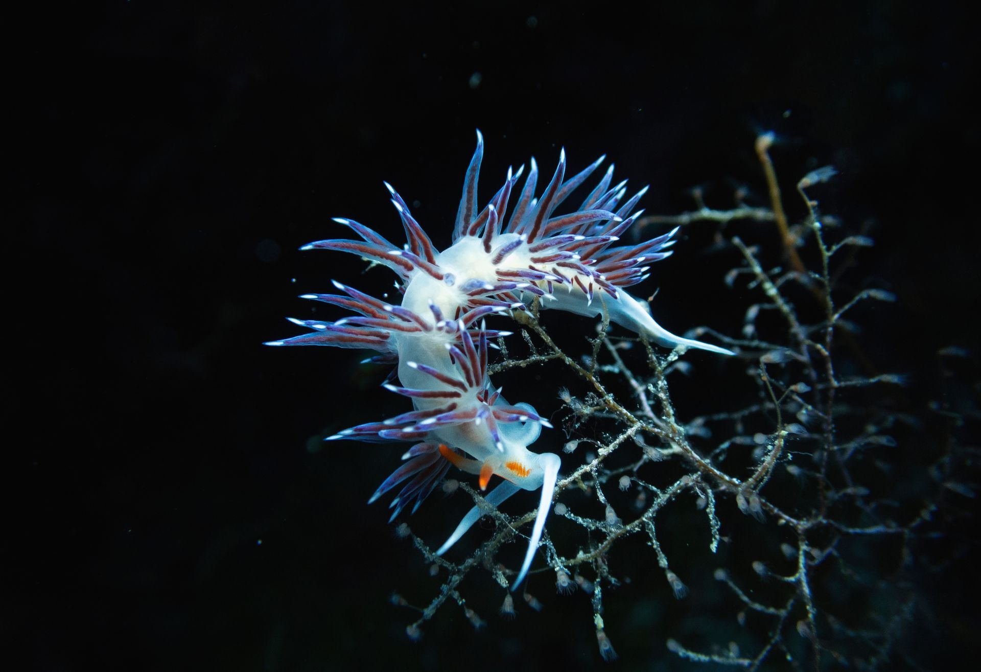 Εθνικό θαλάσσιο πάρκο Αλοννήσου - Βόρειων Σποράδων, ανατολική Σκόπελος