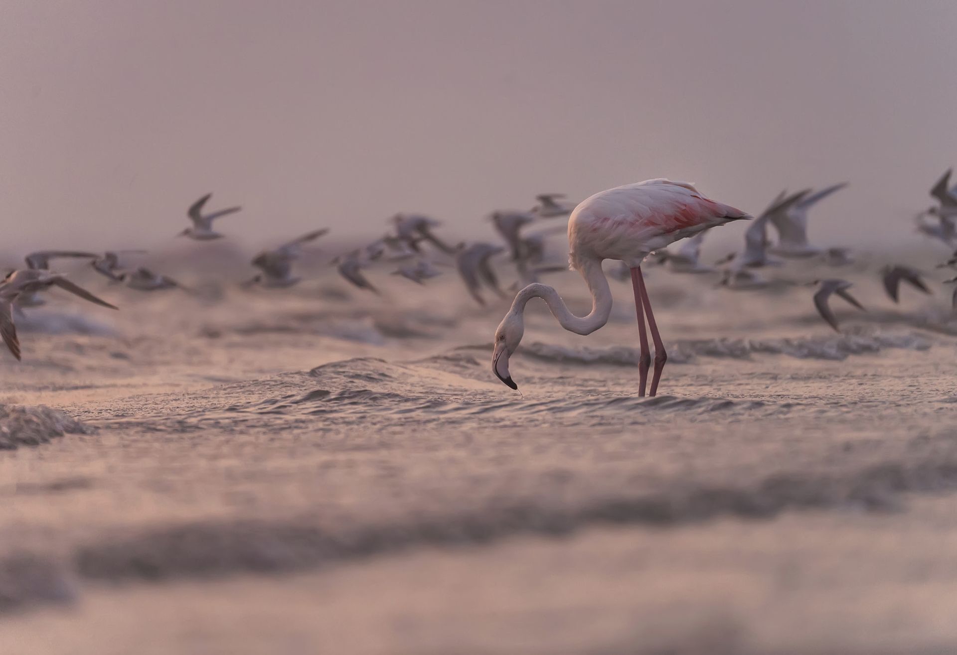 Φλαμίνγκο, Αμβρακικός Κόλπος από τον φωτογραφικό διαγωνισμό «Click στη φύση»