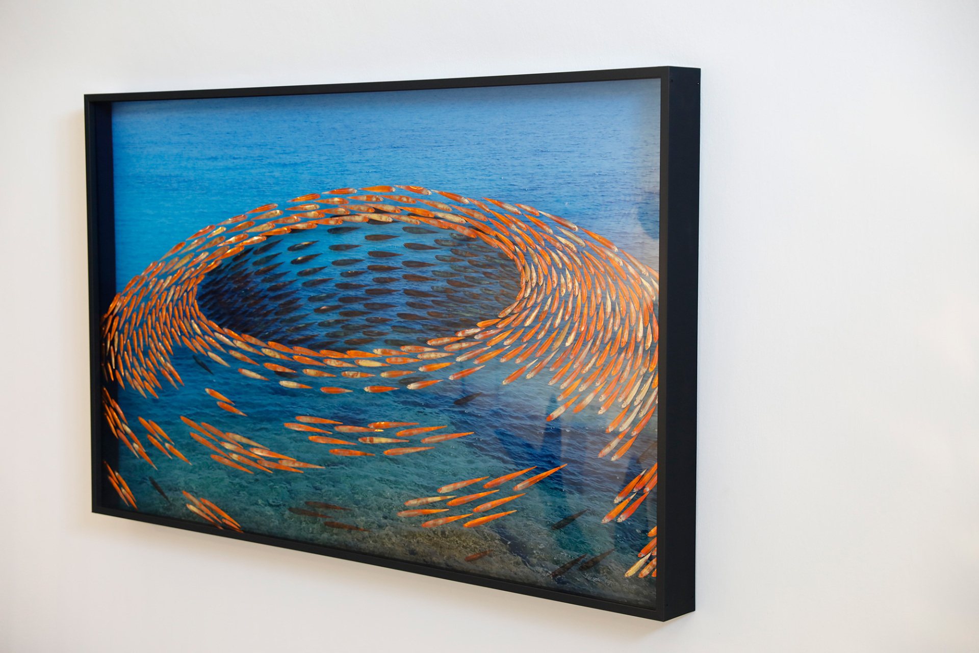 Τα ψάρια του Γιώργου Κυπρή