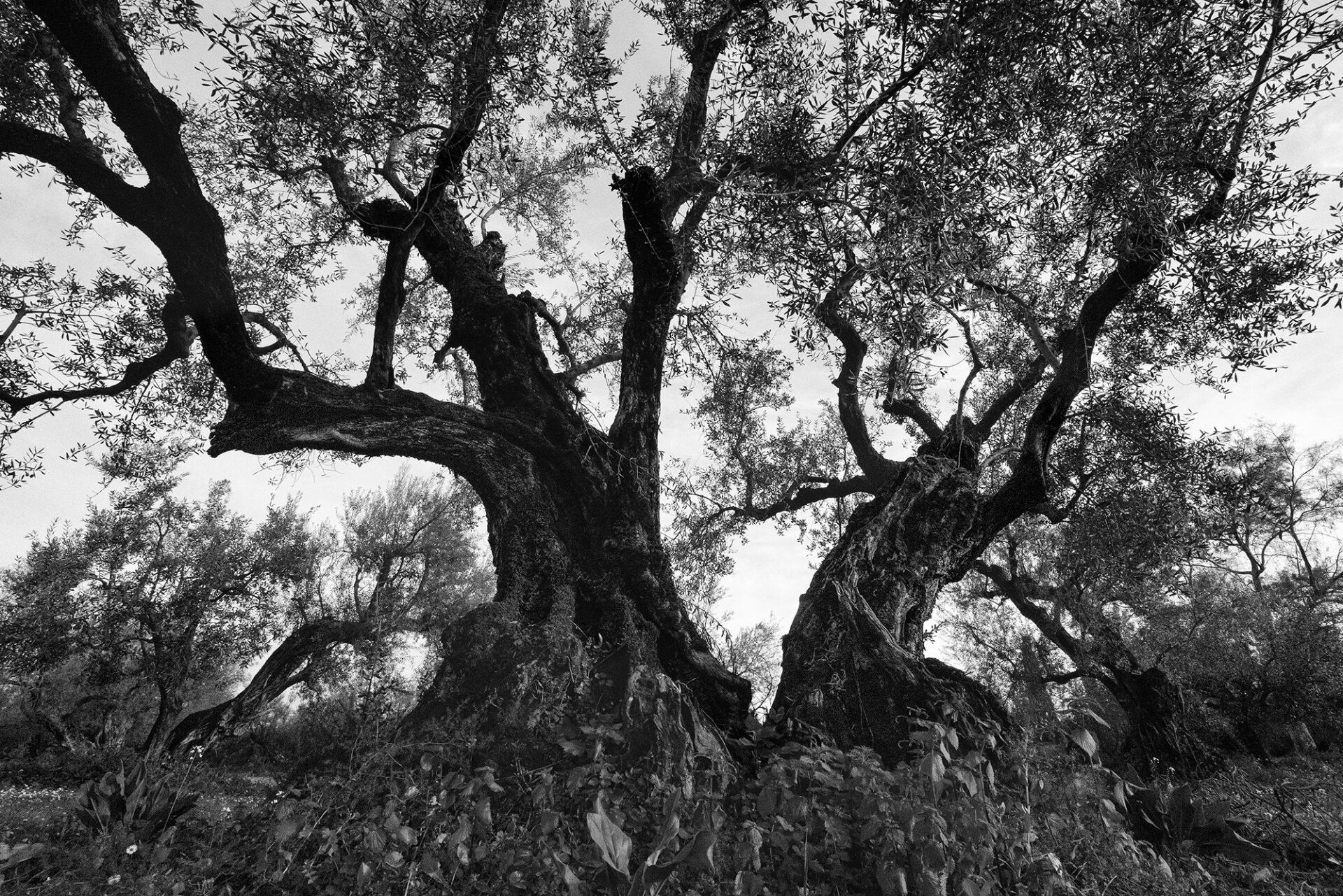 © Νίκος Αλιάγας, 2024