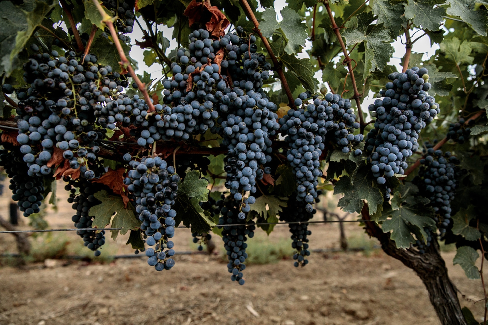 Terra Grazia: Το παραδοσιακό οινοποιείο της Νάξου