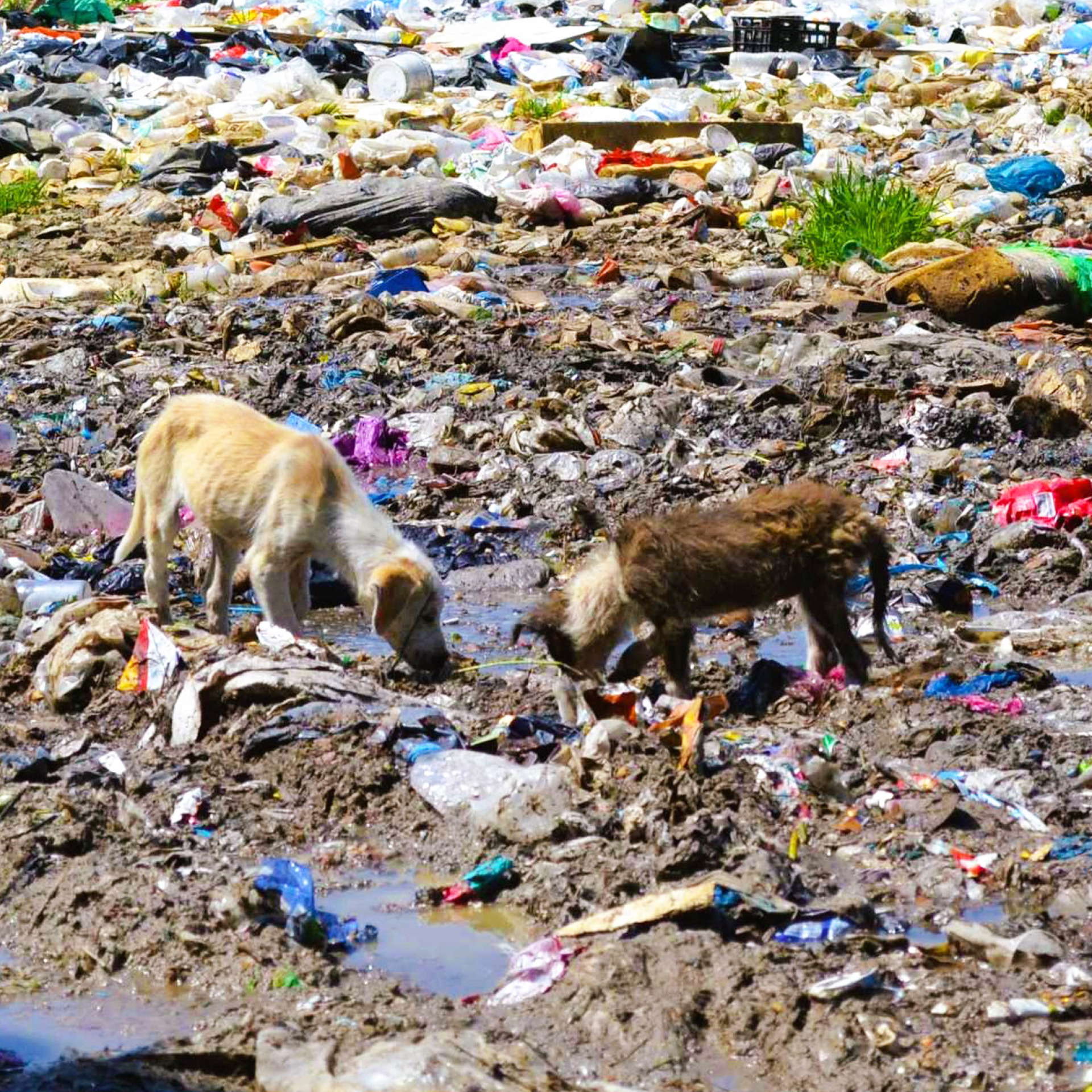 Περίπου 500-600 σκυλιά ζούσαν σε άθλιες συνθήκες μέσα στα σκουπίδια και τα τοξικά απόβλητα