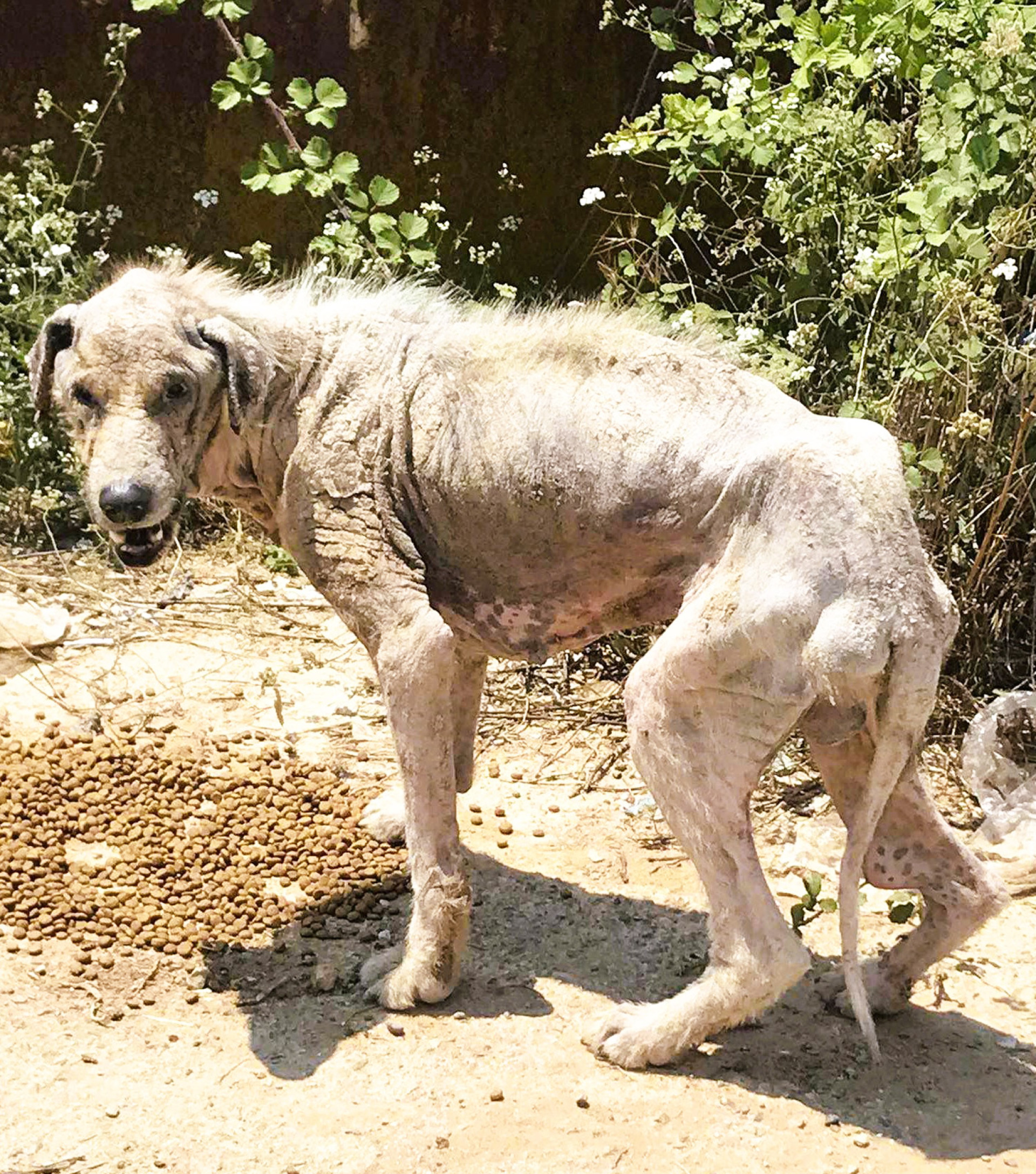 Από την ασιτία και τις αρρώστιες, άλλα ήταν αποστεωμένα και άλλα δεν είχαν καν τρίχωμα