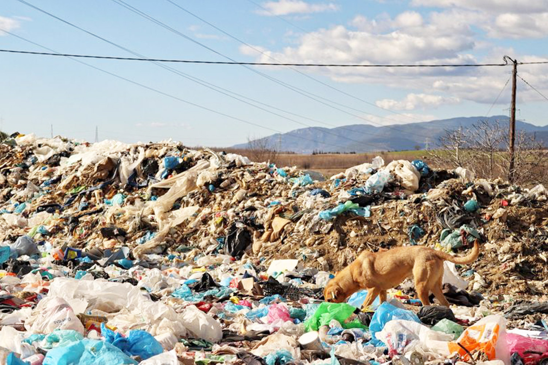 Εικόνες που δημοσίευσαν τα «Αδεσποτούλια» Ξάνθης τον Γενάρη του 2024