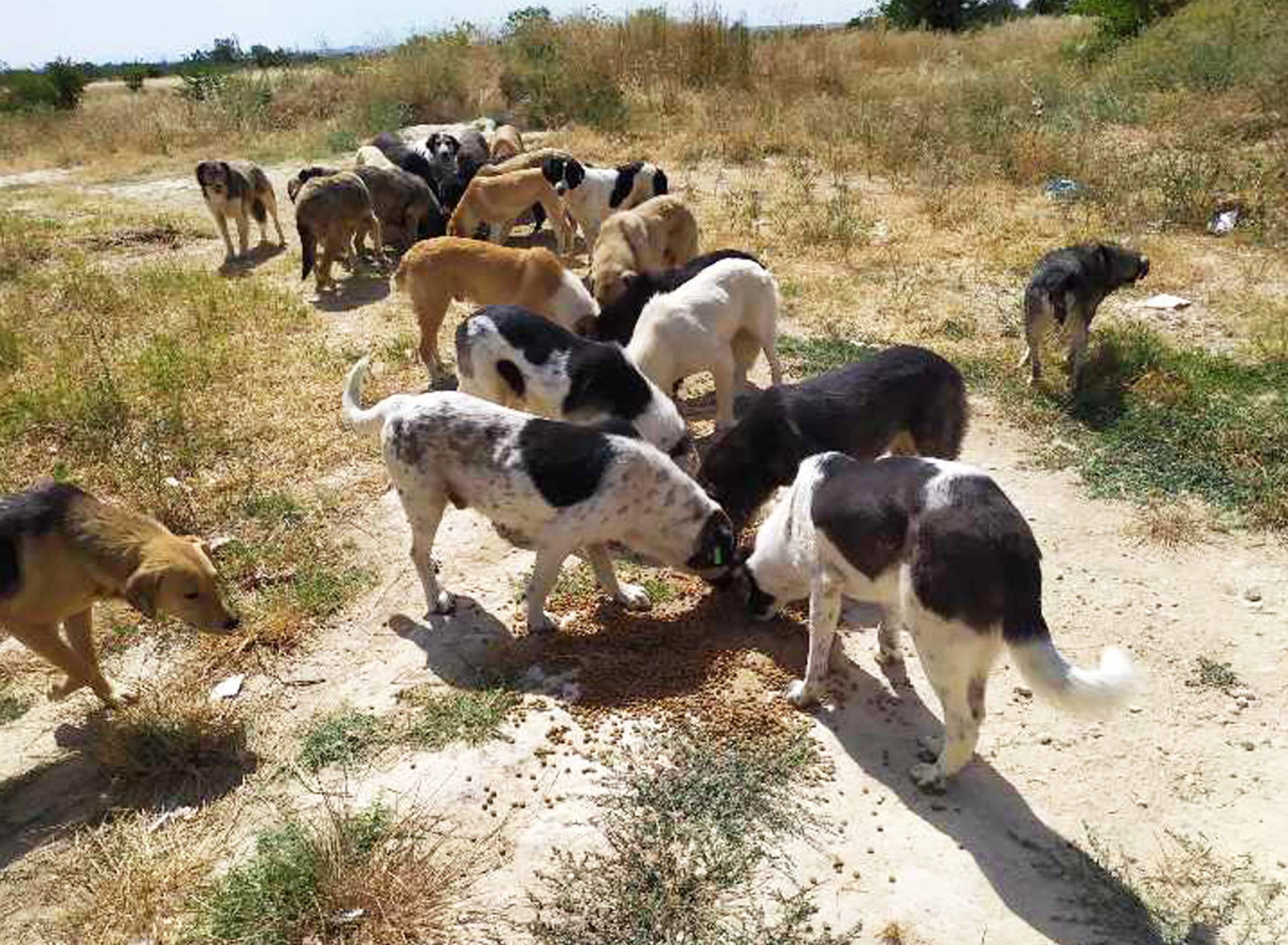 Κάποια από τα εκατοντάδες σκυλιά, την ώρα που τρώνε