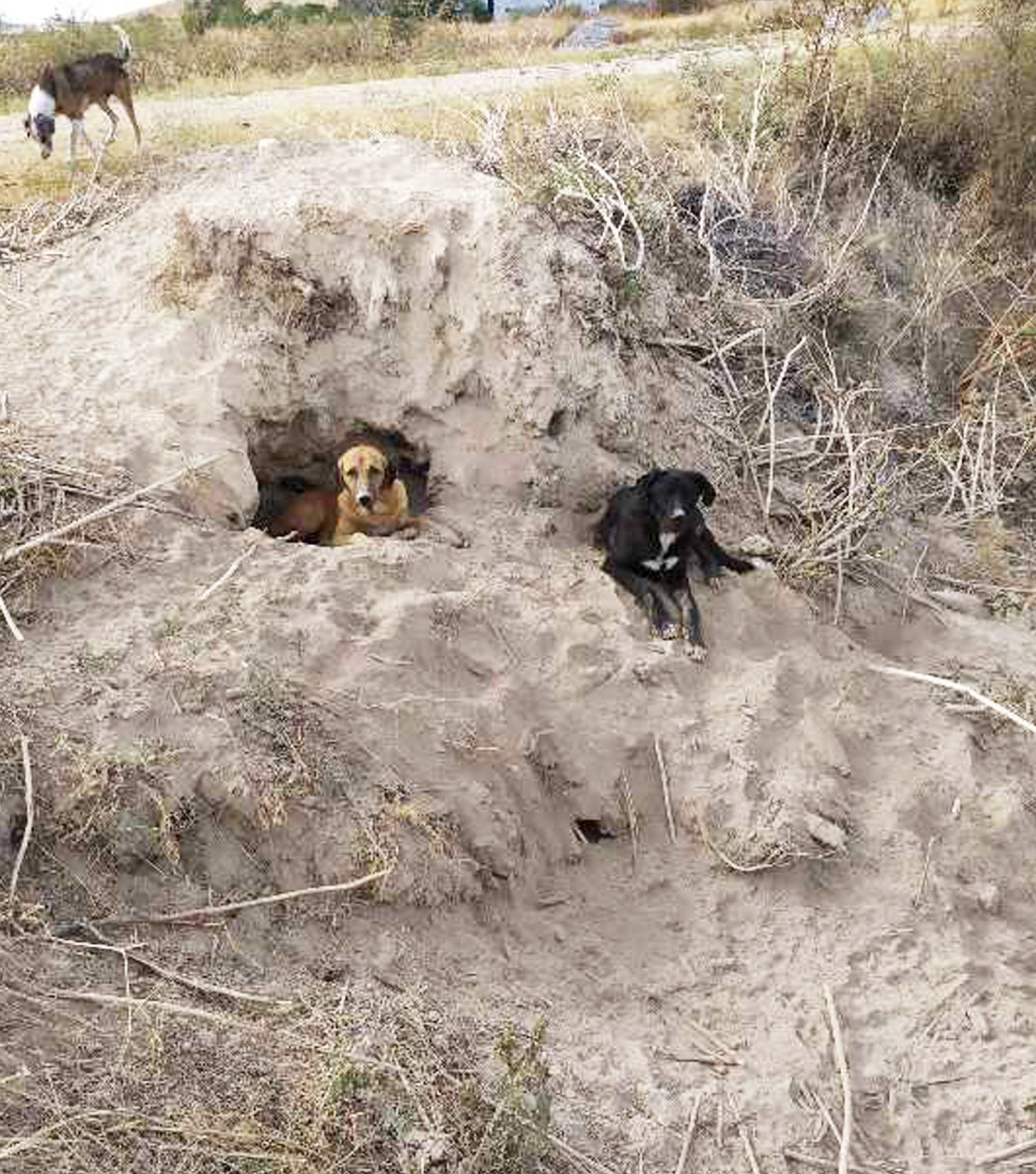 Τα σκυλιά επιβιώνουν σκάβοντας λαγούμια