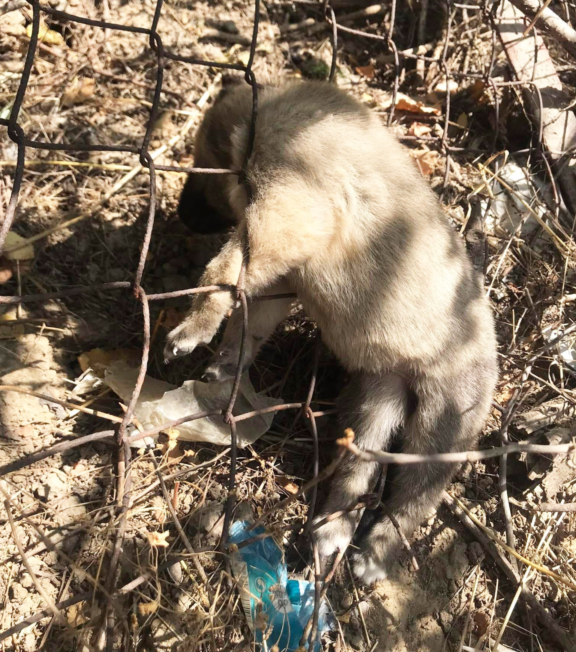 Ένα από τα δεκάδες σκυλιά που βρήκαν νεκρά. Πολλά από όσα πέθαναν δεν τα είδε ποτέ κανείς, η μυρωδιά του θανάτου ήταν παντού στη χωματερή