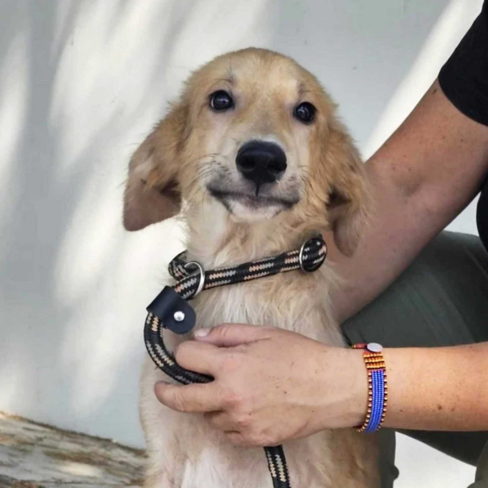 O Μαξ, χάρη στη βοήθειά σας μπορούμε να συνεχίζουμε το έργο μας, βοηθώντας δεκάδες αδέσποτα ζωάκια