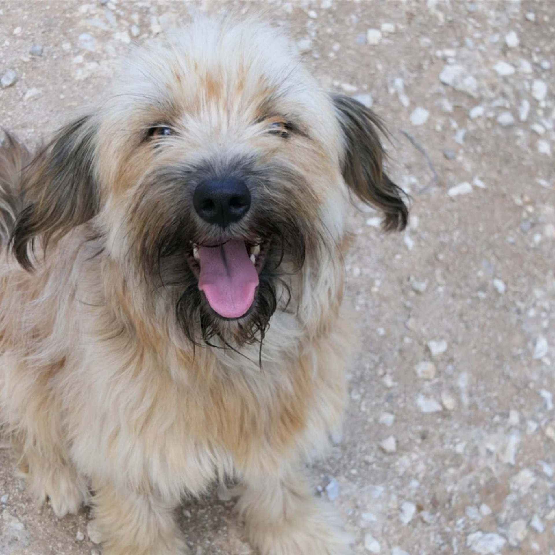 Η Φανή βρέθηκε εγκαταλελειμμένη στα χωριά της Μάνης, μέσα στο καλοκαίρι, χωρίς νερό ούτε σκιά πουθενά, και χωρίς τους ανθρώπους της