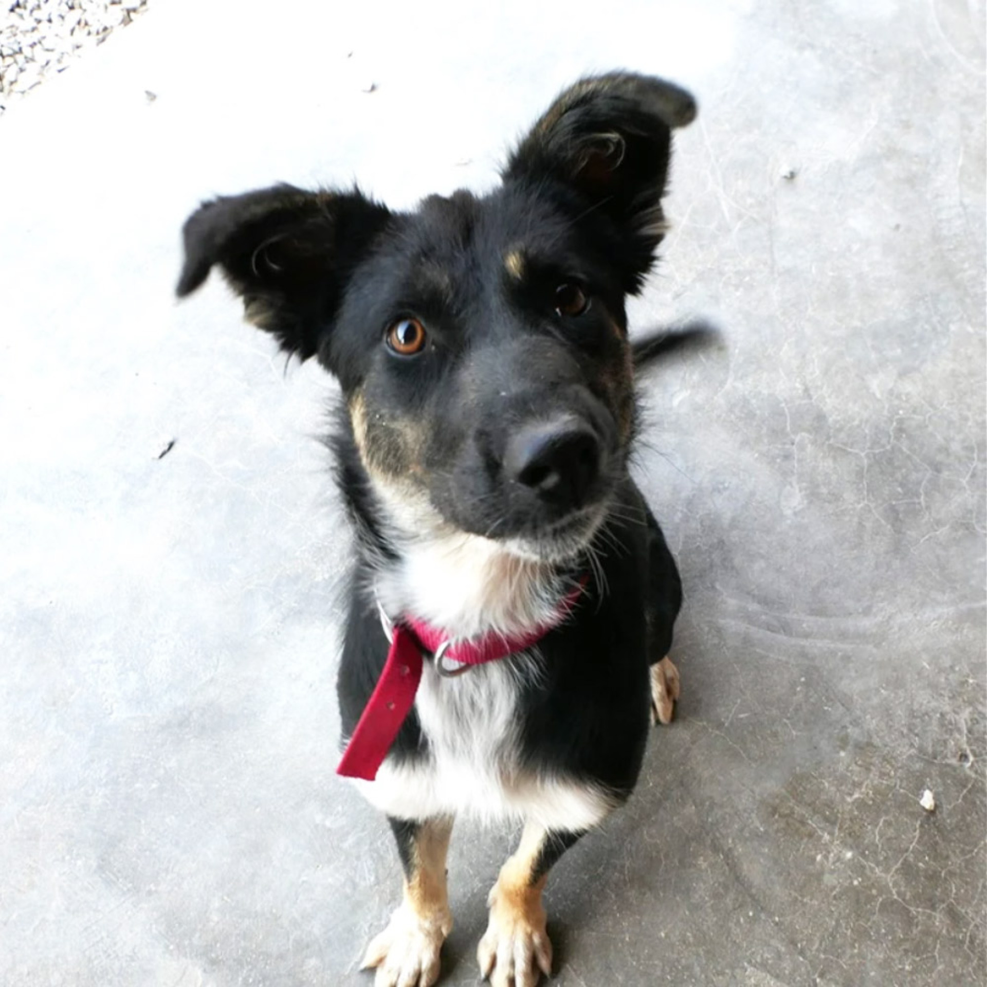 Η Ρόη βρέθηκε στον Ωρωπό, φρεσκοπαρατημένη πιθανότατα, χτυπήθηκε και από αμάξι το οποίο ευτυχώς δεν την τραυμάτισε, και ήρθε σε εμάς