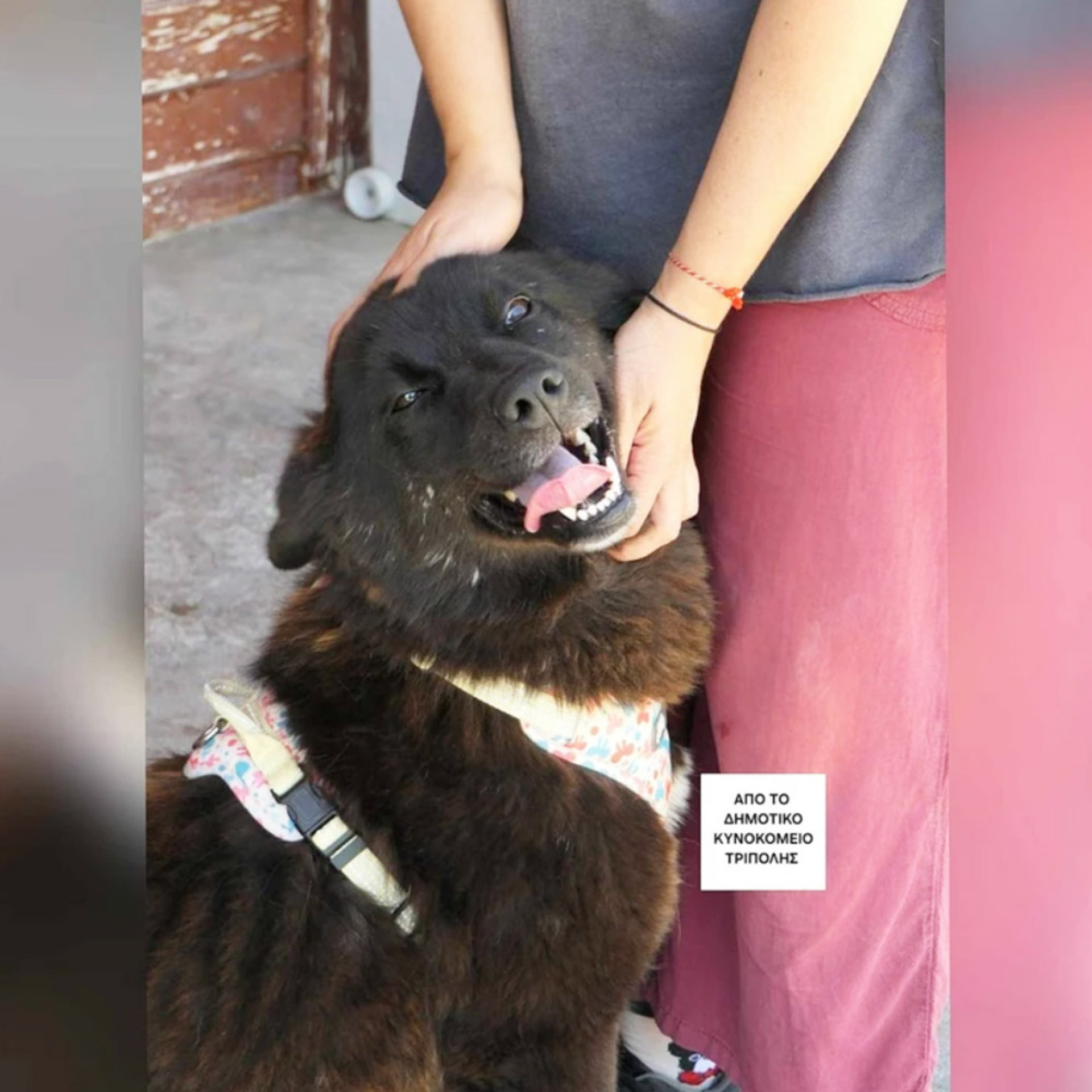 Η Λου είναι από αυτά τα σκυλιά που είναι σαν να ευχαριστιούνται την ζωή για αυτό που είναι