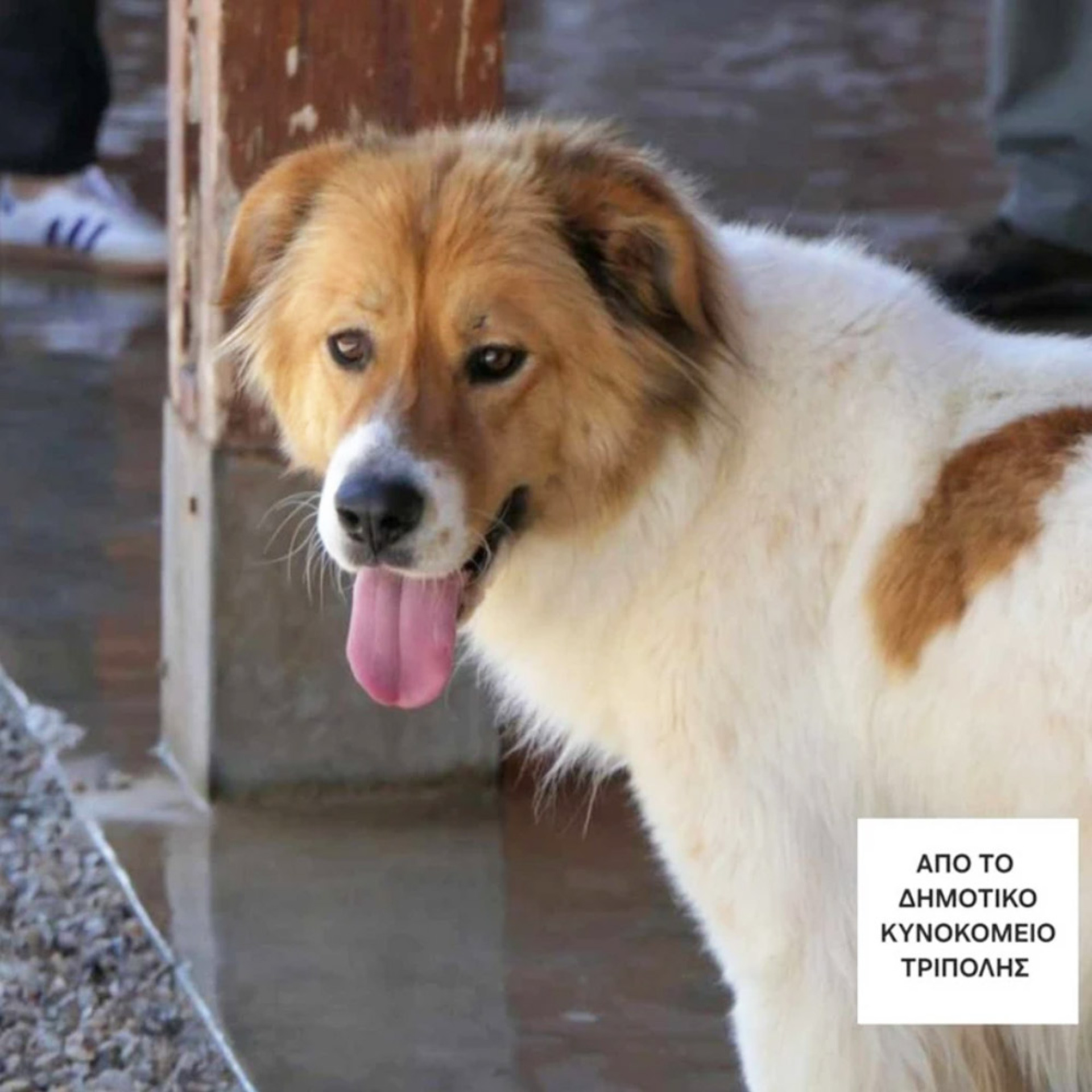 Η Μπάρμπι ήρθε σε εμάς, μαζί με μερικά ακόμα σκυλιά από το δημοτικό κυνοκομείο Τρίπολης, βγήκε από το βαν και δεν άρχισε να τρέχει πέρα δώθε, να μυρίζει και να χαίρεται