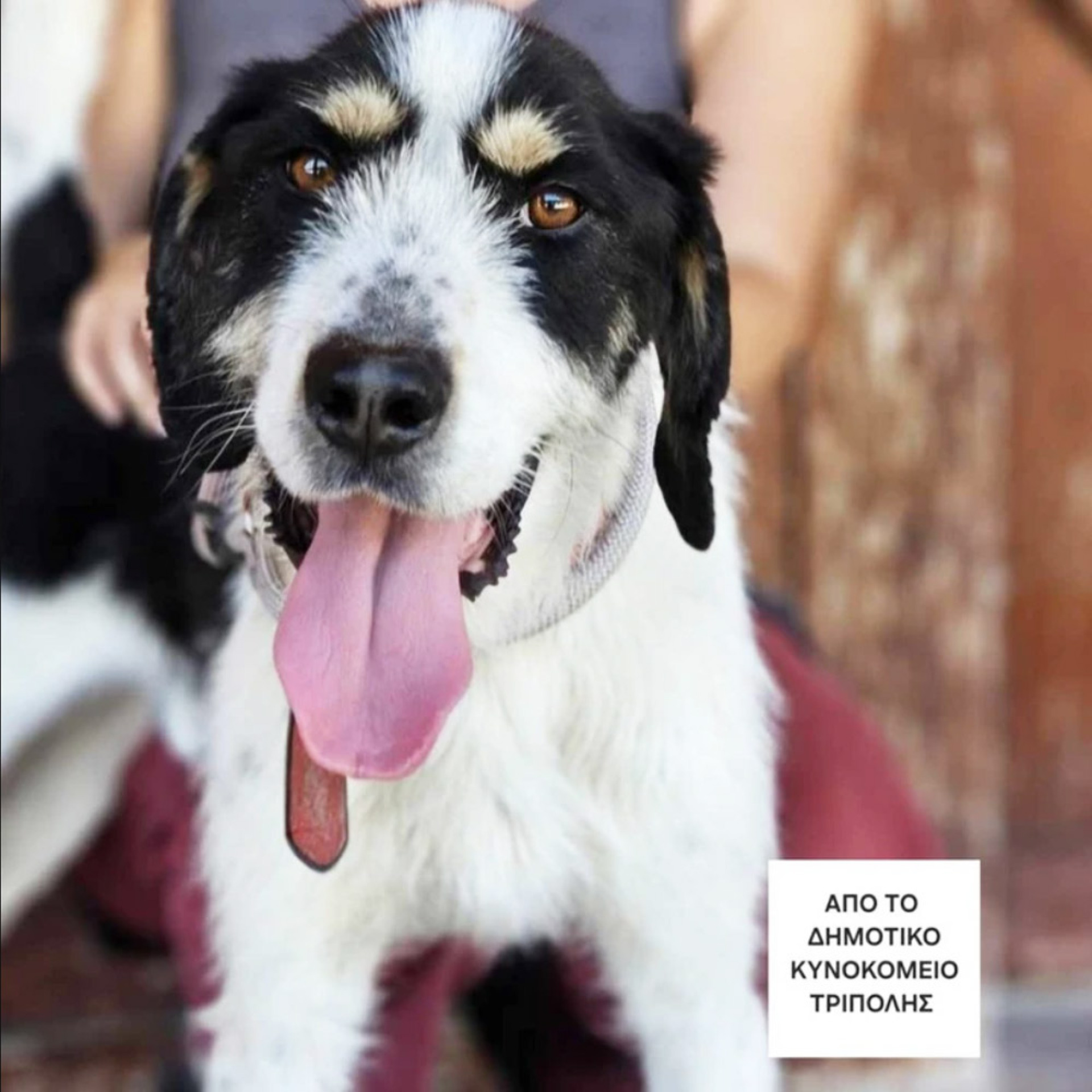 Ο Κόζμο είναι νέος, είναι ωραίος, είναι γεμάτος ζωή και είναι έτοιμος για ένα παντοτινό σπίτι