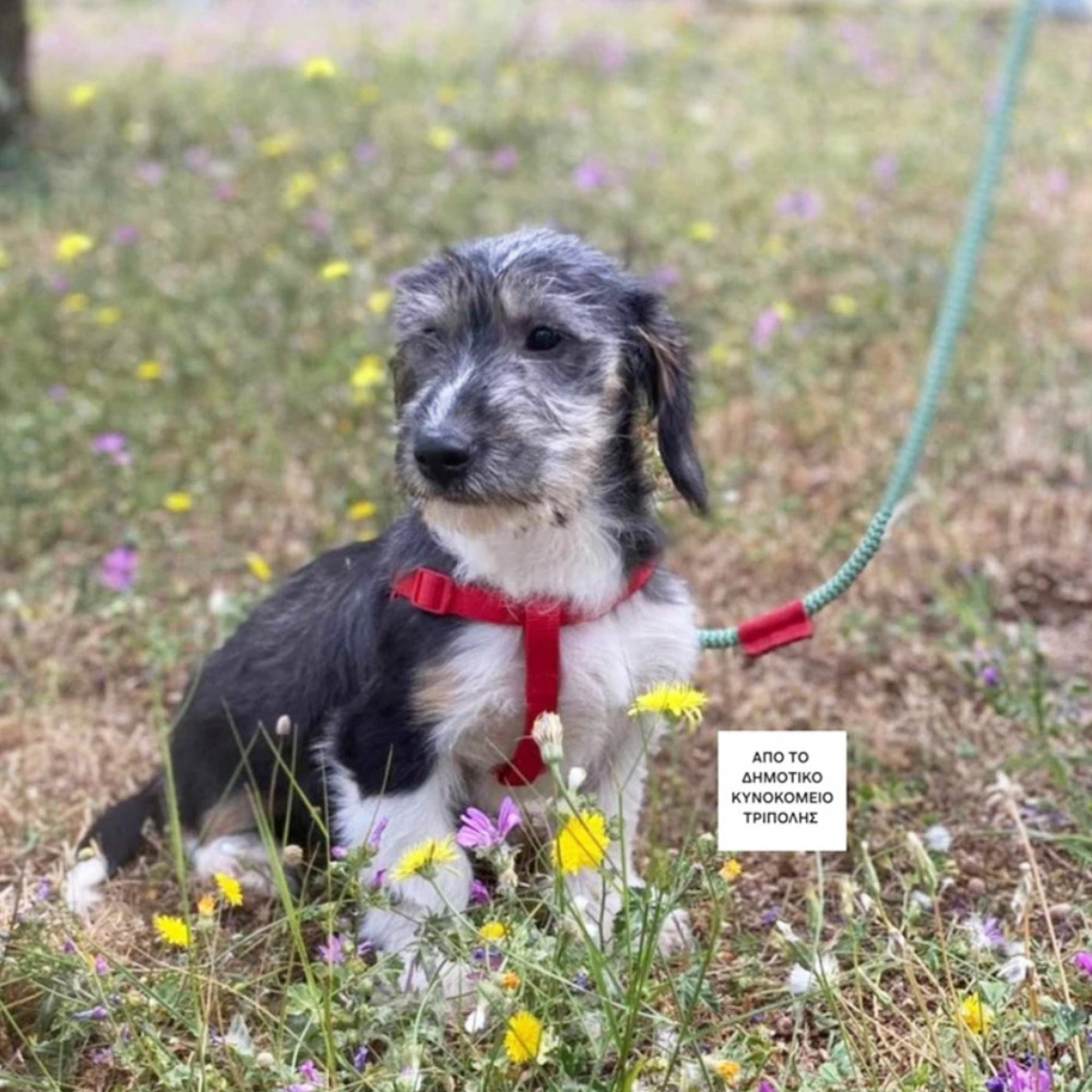 Η Μόνικα γεννήθηκε στον δρόμο, σε ένα από τα πιο κρύα χωριά της ορεινής Αρκαδία, μέσα στην καρδιά του χειμώνα
