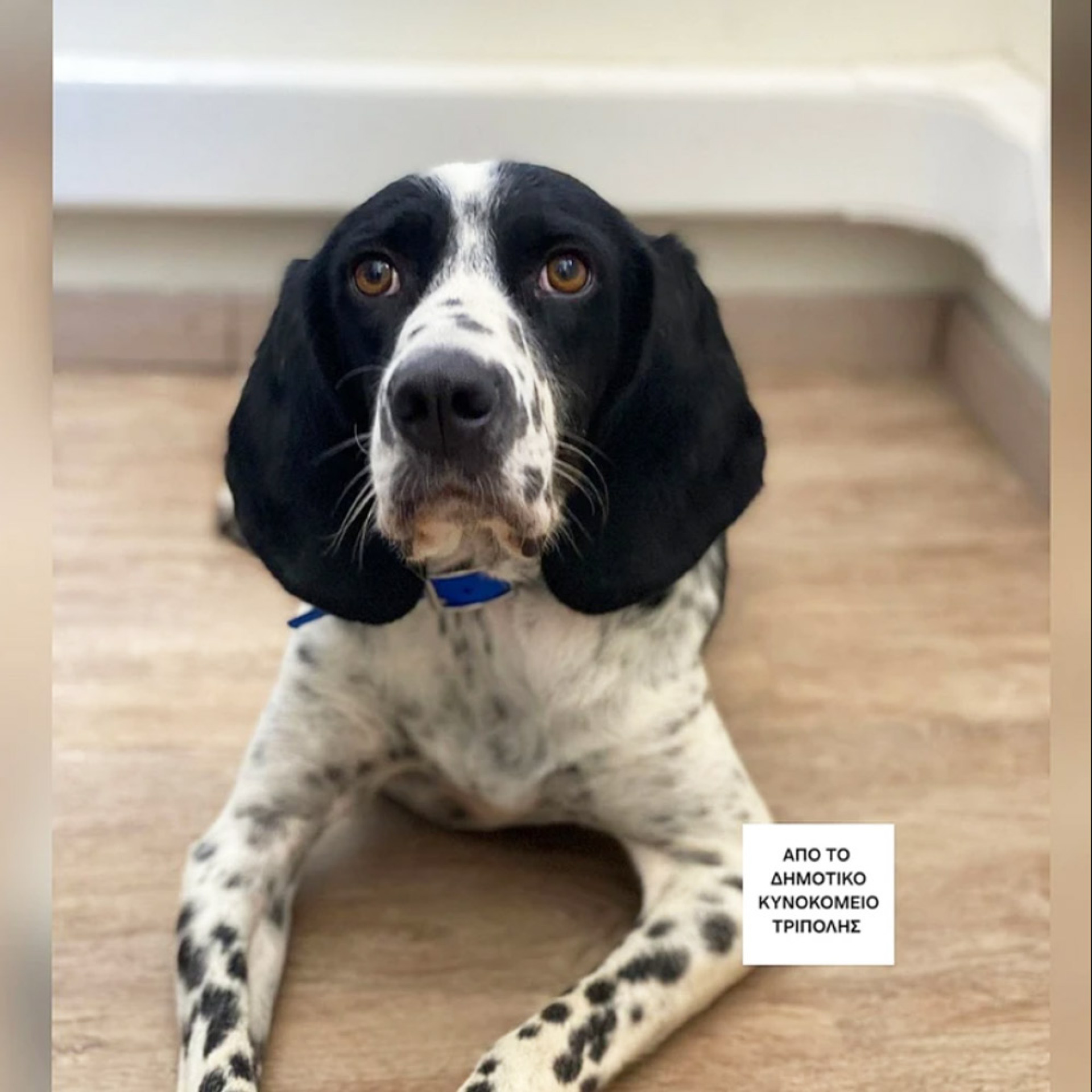 Ο Ερρίκος ζούσε στο δημοτικό κυνοκομείο Τρίπολης. Έφτασε να γίνει σκελετός από την ασιτία, και τον φέραμε στην Αθήνα