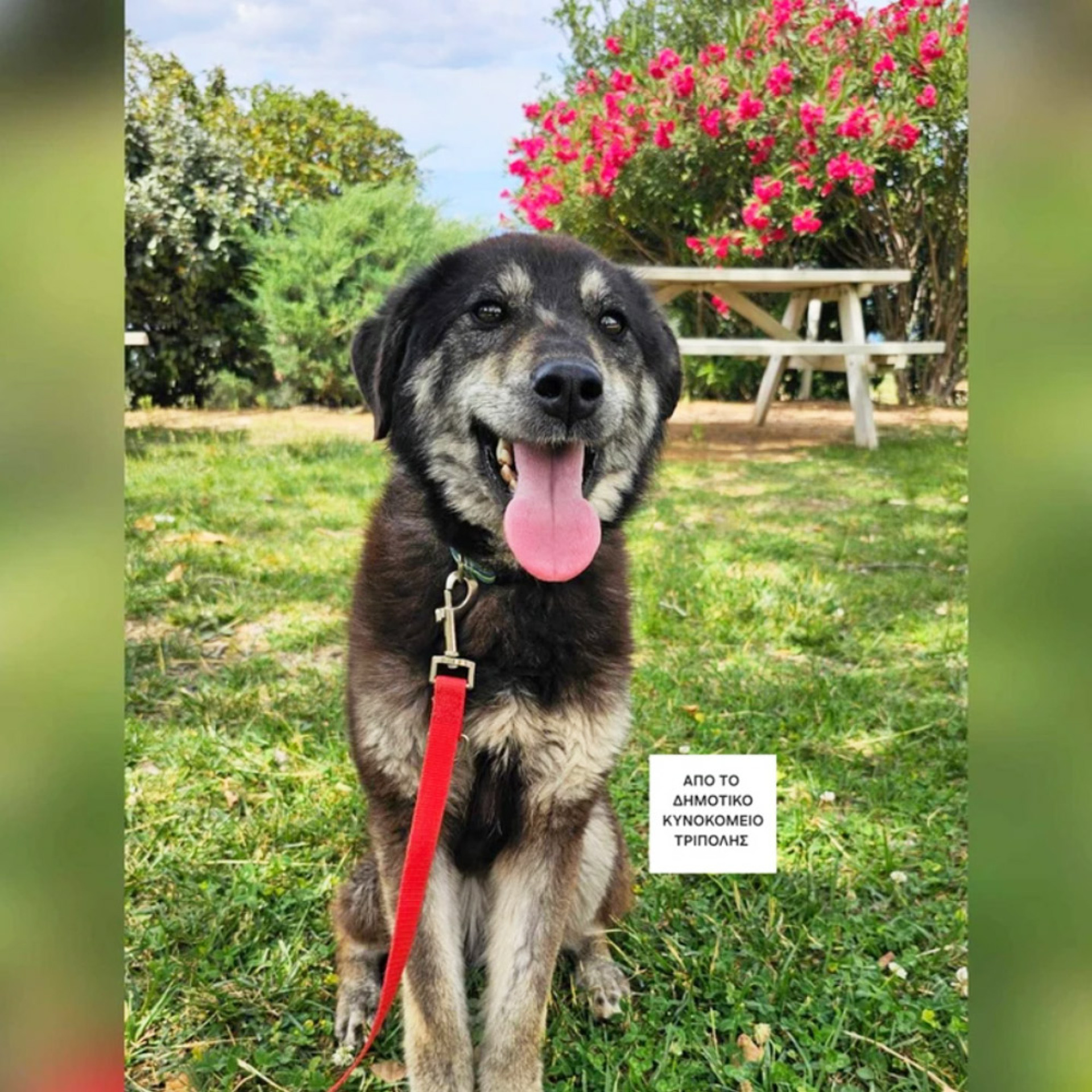 Ένα καταπληκτικό πλάσμα είναι η Ποκαχόντας, υπέροχη σε  όλα της. Μας ήρθε από το δημοτικό κυνοκομείο Τρίπολης μαζί με την τελευταία φουρνιά σκελετωμένων σκύλων