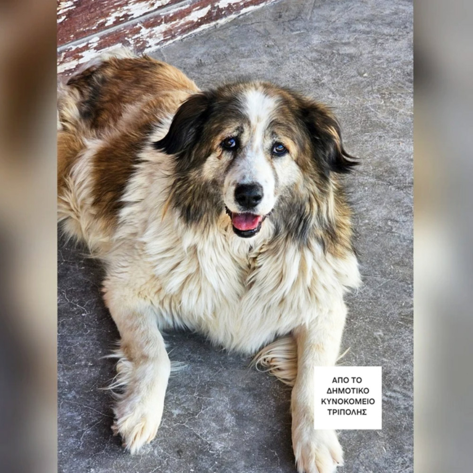 Η Σούζι και ψεύδεται και τρώει