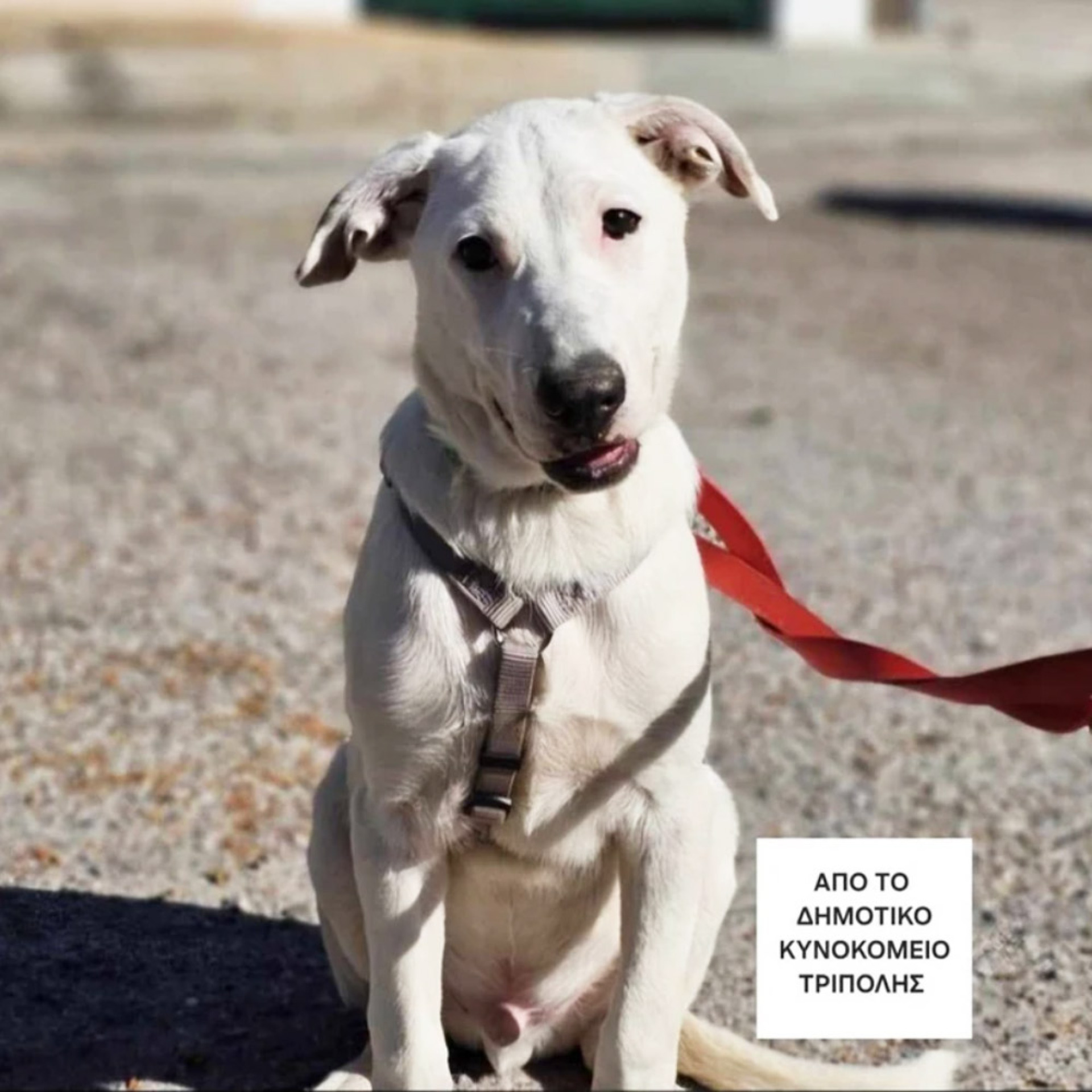 Ο Ραμόν γεννήθηκε στον δρόμο. Ήταν το μοναδικό κουτάβι της μάνας του