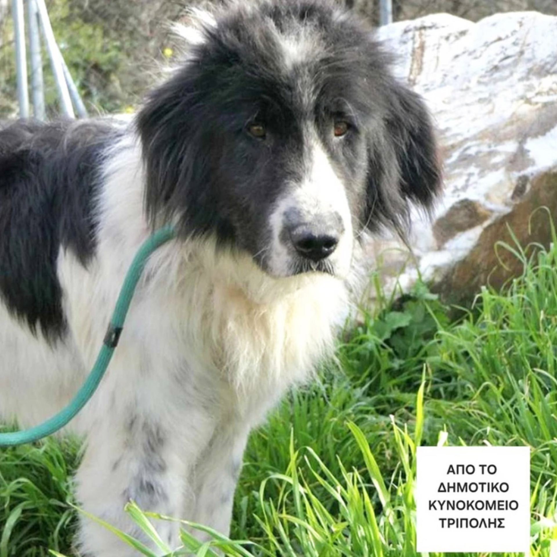 ο Φοίβος είναι ο κλασσικός τσοπάνης που βαριέται την ζωή του. Η φιλοσοφία του είναι «γιατί να κάθομαι αφού μπορώ να είμαι ξαπλωμένος ή γιατί να πάω πιο κει αφού μπορώ να μείνω εδώ που είμαι»