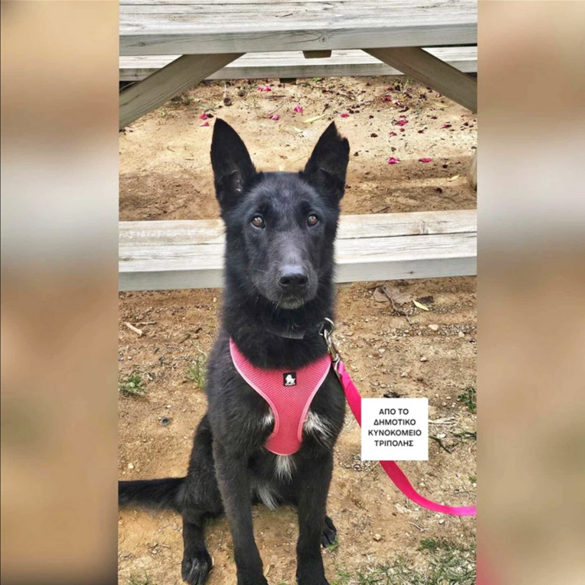 Κοιτάς την Μπέτυ και αντιλαμβάνεσαι πως το σκυλί αυτό, δεν είχε ποτέ στην ζωή του ούτε μισή ευκαιρία. Ούτε μισή, ποτέ και από κανέναν