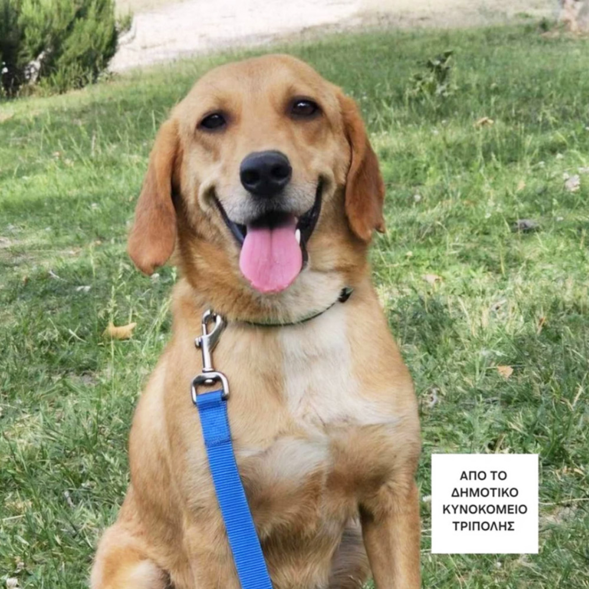 Η Πόλυ γελάει και λάμπει ολόκληρη, έχει τον ενθουσιασμό του κουταβιού. Μόλις σας δει, θα συμπεριφερθεί λες και σας ξέρει