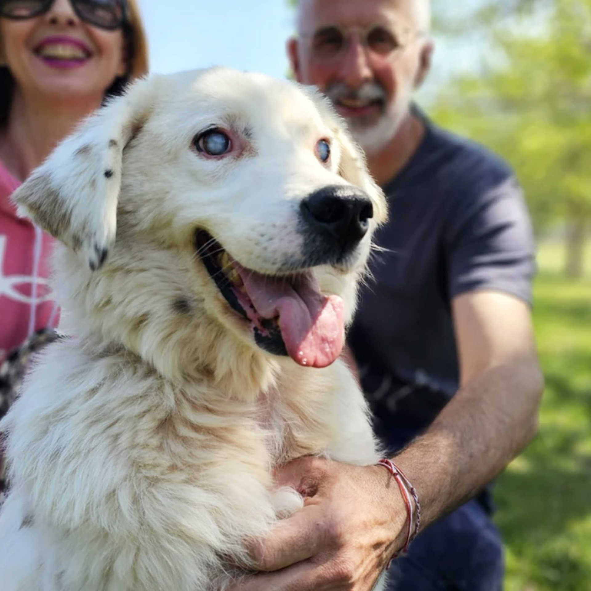 Ο Μπάρνεϊ σε ακολουθεί και ας μην σε βλέπει, έρχεται όταν τον φωνάζει και ας μην βλέπει που είσαι, περπατάει δίπλα σου και ας μην έχει ιδέα που τον πας. Γιατί σε εμπιστεύεται