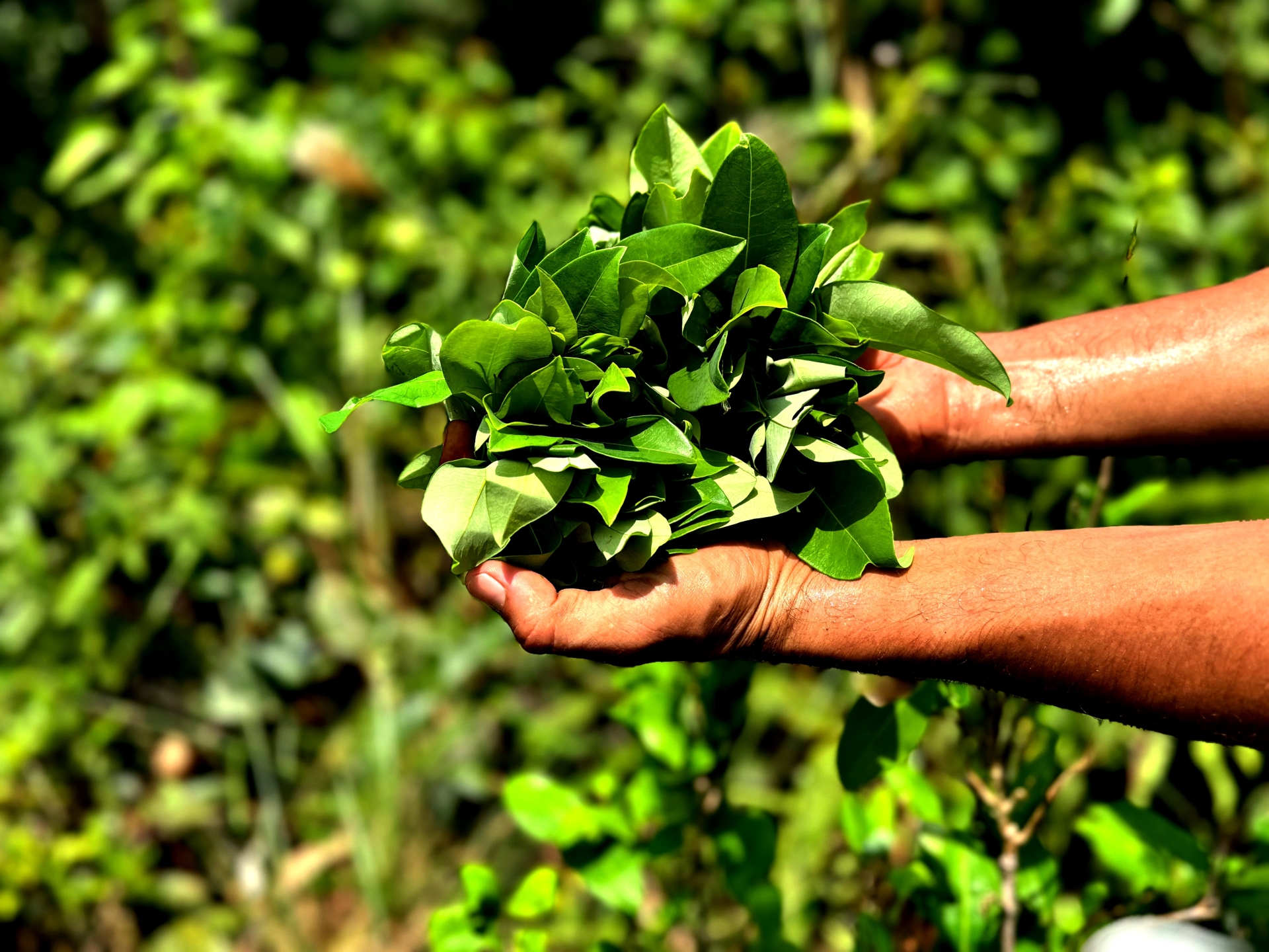 Κολομβία: Από την κόκα στο κακάο – Το οδοιπορικό του Γιώργου Ζαρζώνη