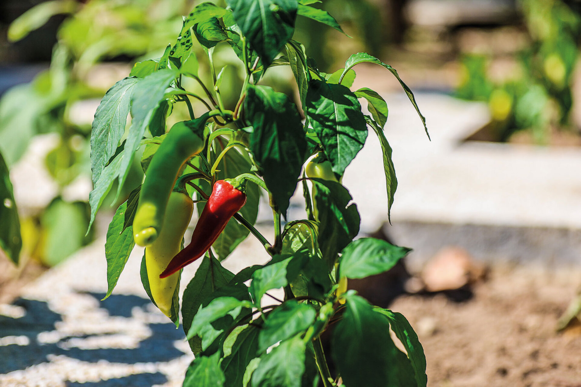Σε μια γωνιά του Κήπου, ανάμεσα στα παρτέρια με τα εποχιακά λουλούδια, στήθηκε το 2021 ένας «Εθνικός Λαχανόκηπος». Μια συμβολική κίνηση από την Αικατερίνη Πολυμέρου-Καμηλάκη