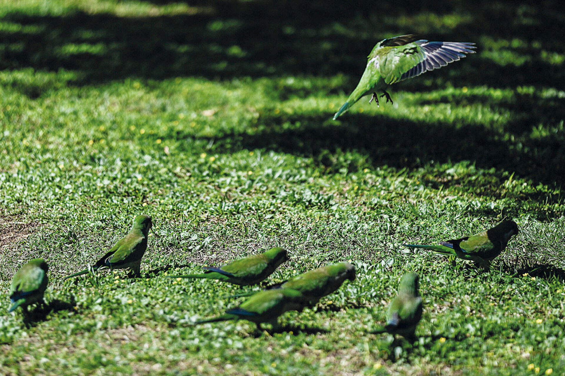 Αποικίες παπαγάλων φωλιάζουν στα δέντρα του Κήπου, χωρίς να λείπουν τα σπουργίτια, τα κοτσύφια, οι τσίχλες και οι τσαλαπετεινοί