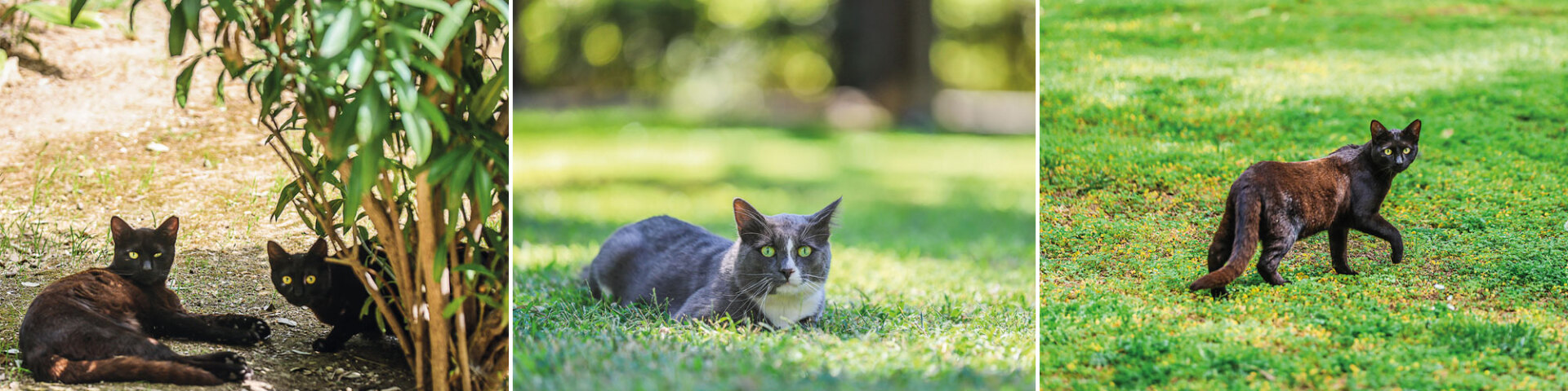 Γάτες ραβδωτές ή μονόχρωμες, μαυρόασπρες, γκρίζες και πυρόξανθες, λιγνές ή παχουλές μα πάντα ευλύγιστες, κομψές, νωχελικές, αποτελούν μόνιμους τροφίμους του κήπου του Μεγάρου